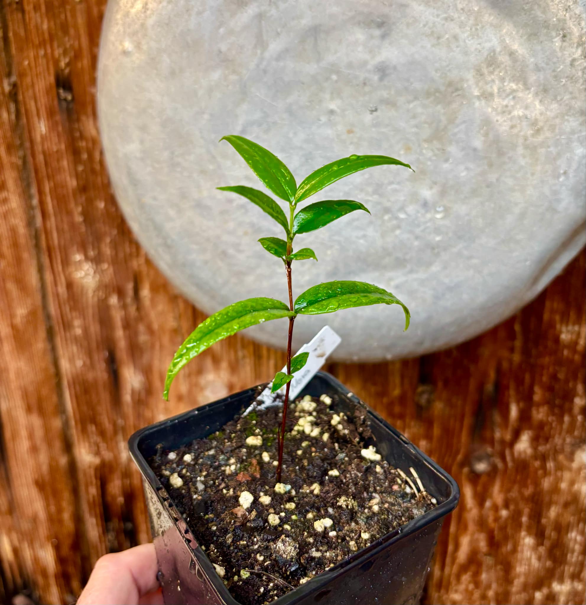 Mouriri sp Nova Provisão - 1 potted plant / 1 getopfte Pflanze