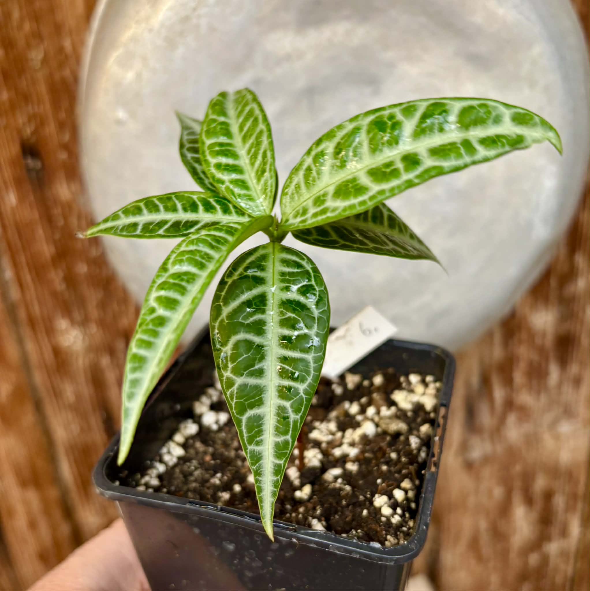 Eugenia sp Labisia Nr. 6 -  1 potted plant / 1 getopfte Pflanze