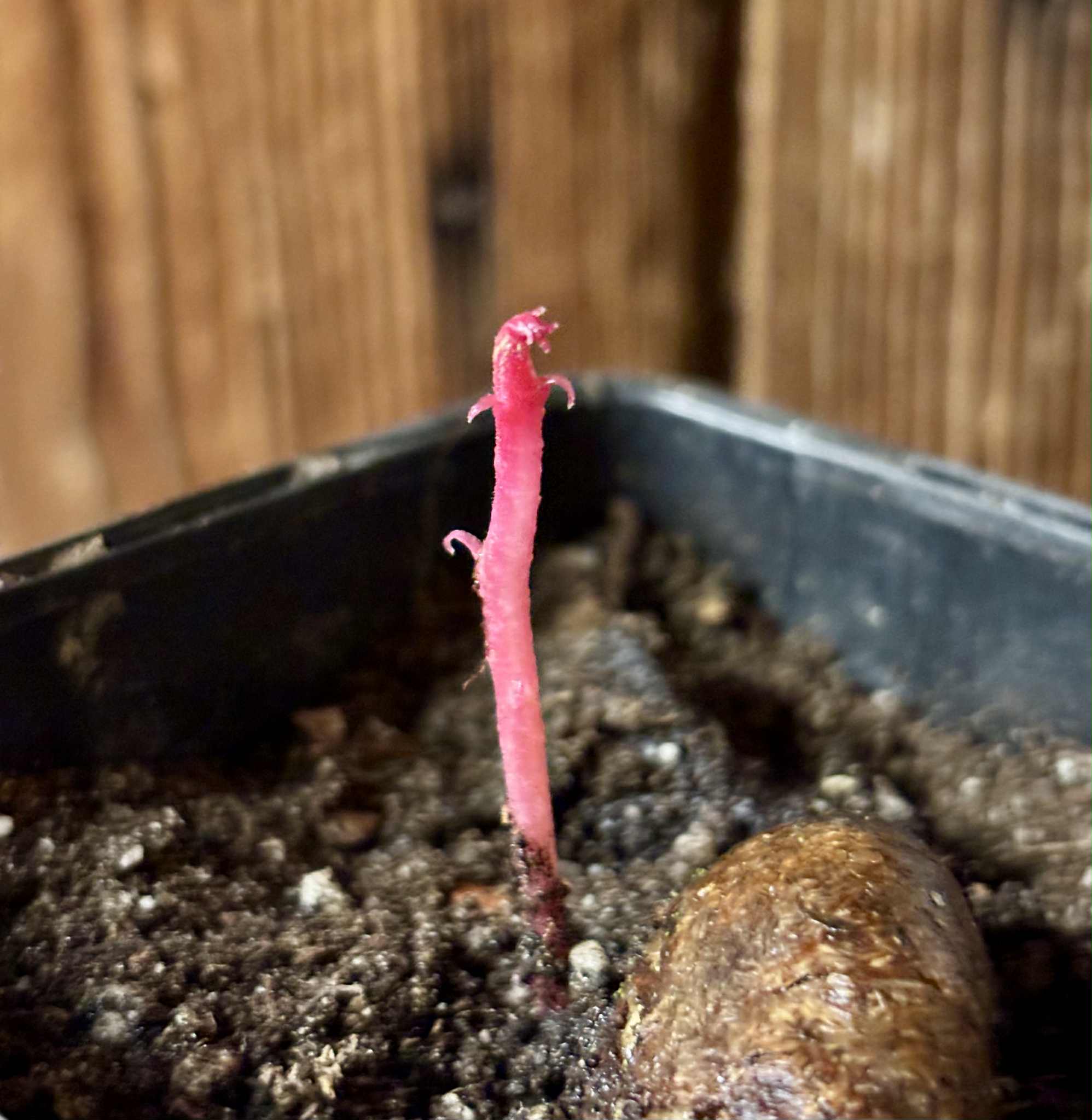 Eugenia sp Terebinthina - 1 potted seedling / 1 getopfter Sämling