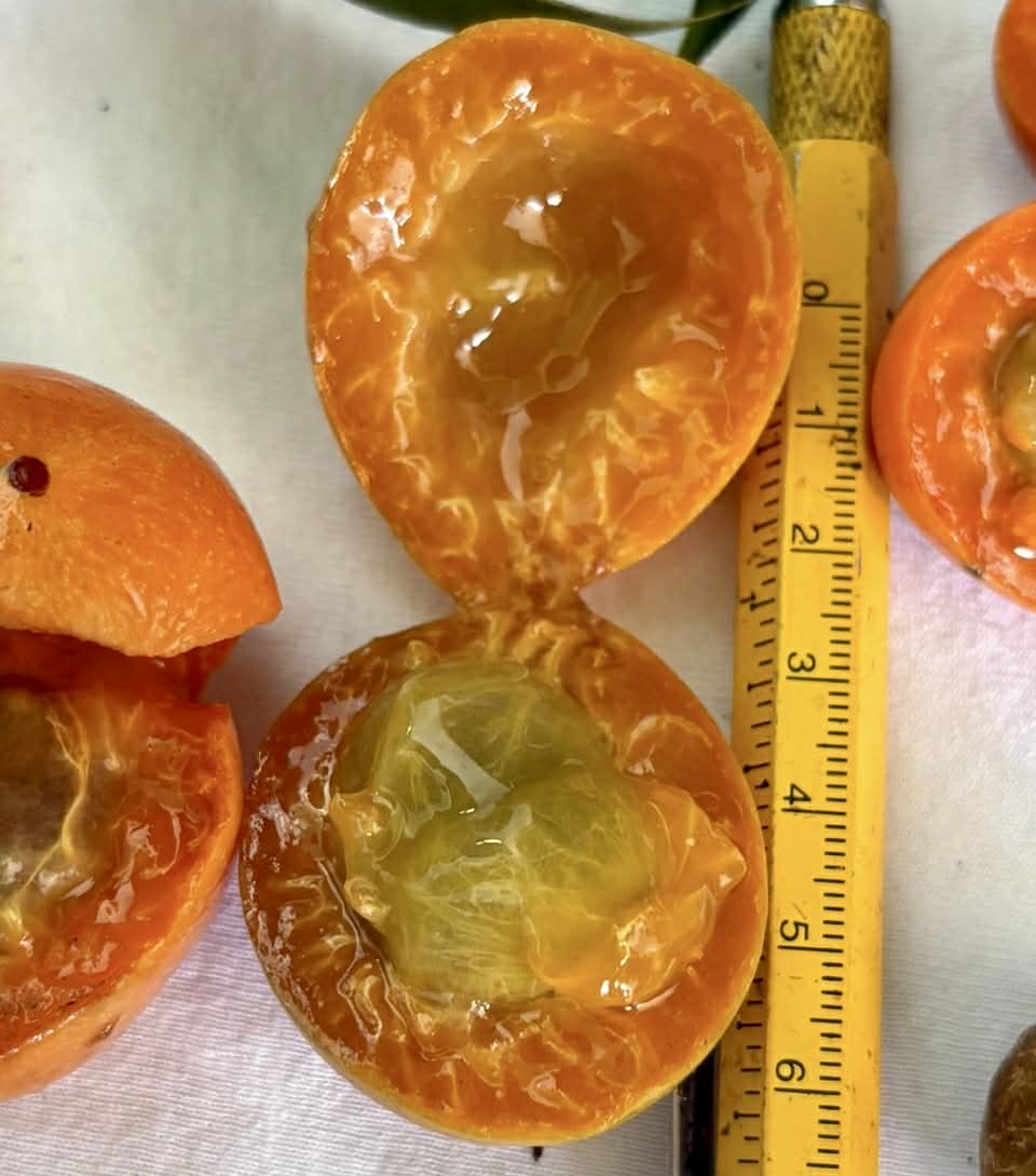 Myrciaria sp Pirangi - Rare exotic plant and seeds - Seltene exotische Pflanze und Samen