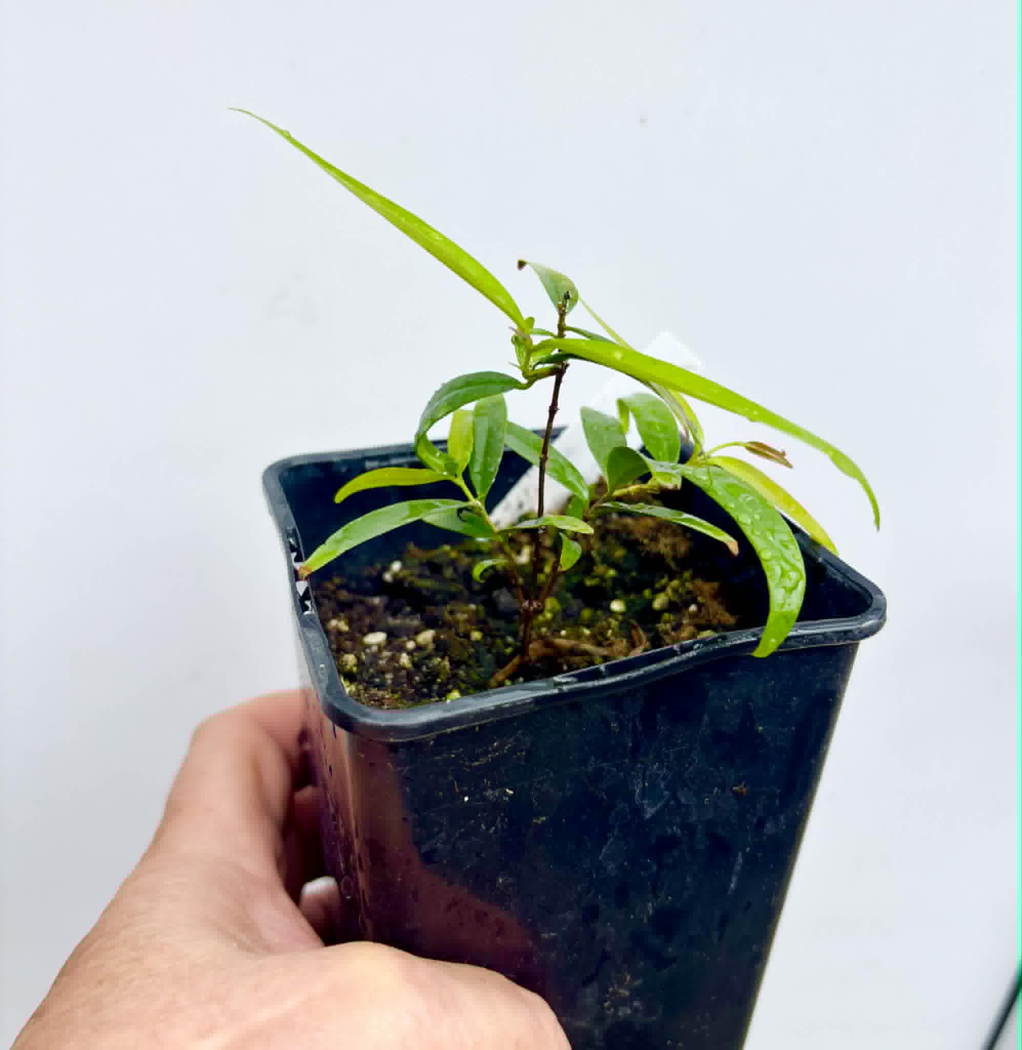 Marliera sp Cheirosa -  1 potted plant / 1 getopfte Pflanze