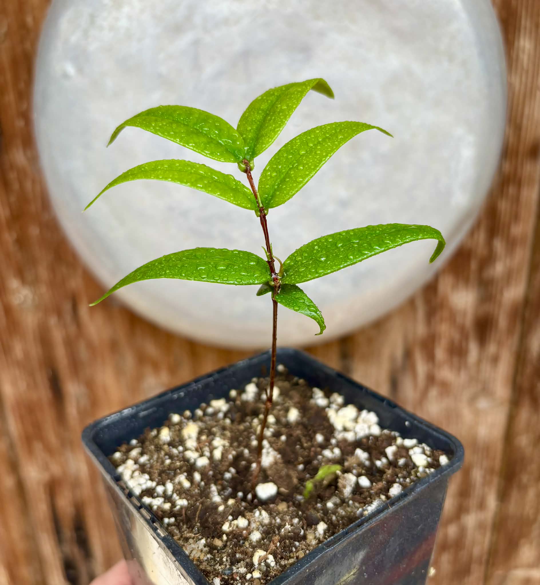 Mouriri sp Nova Provisão - 1 potted plant / 1 getopfte Pflanze