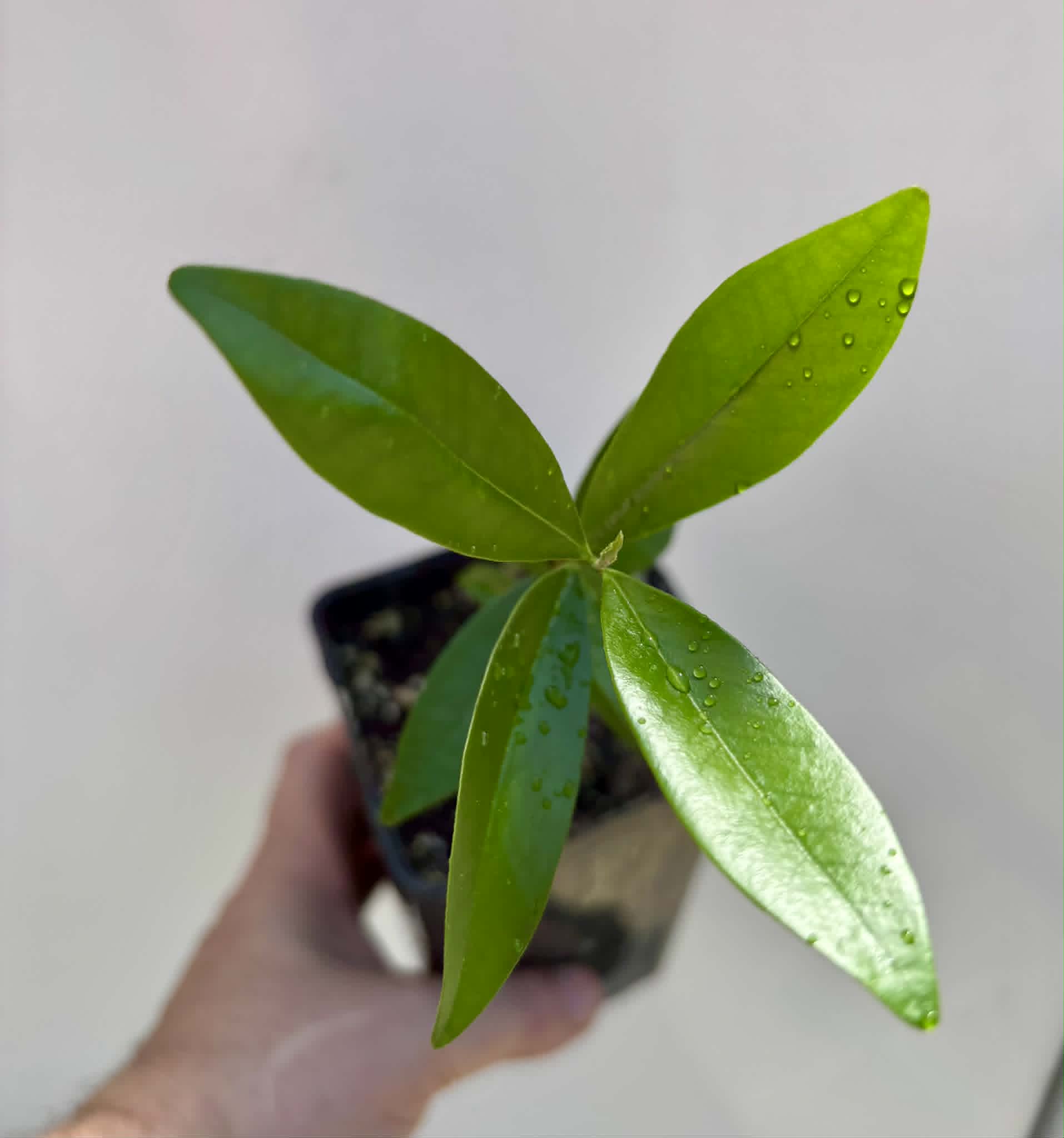 Cherry of Rio Grande var. Gigante (Eugenia involucrata) - 1 potted seedling / 1 getopfter Sämling