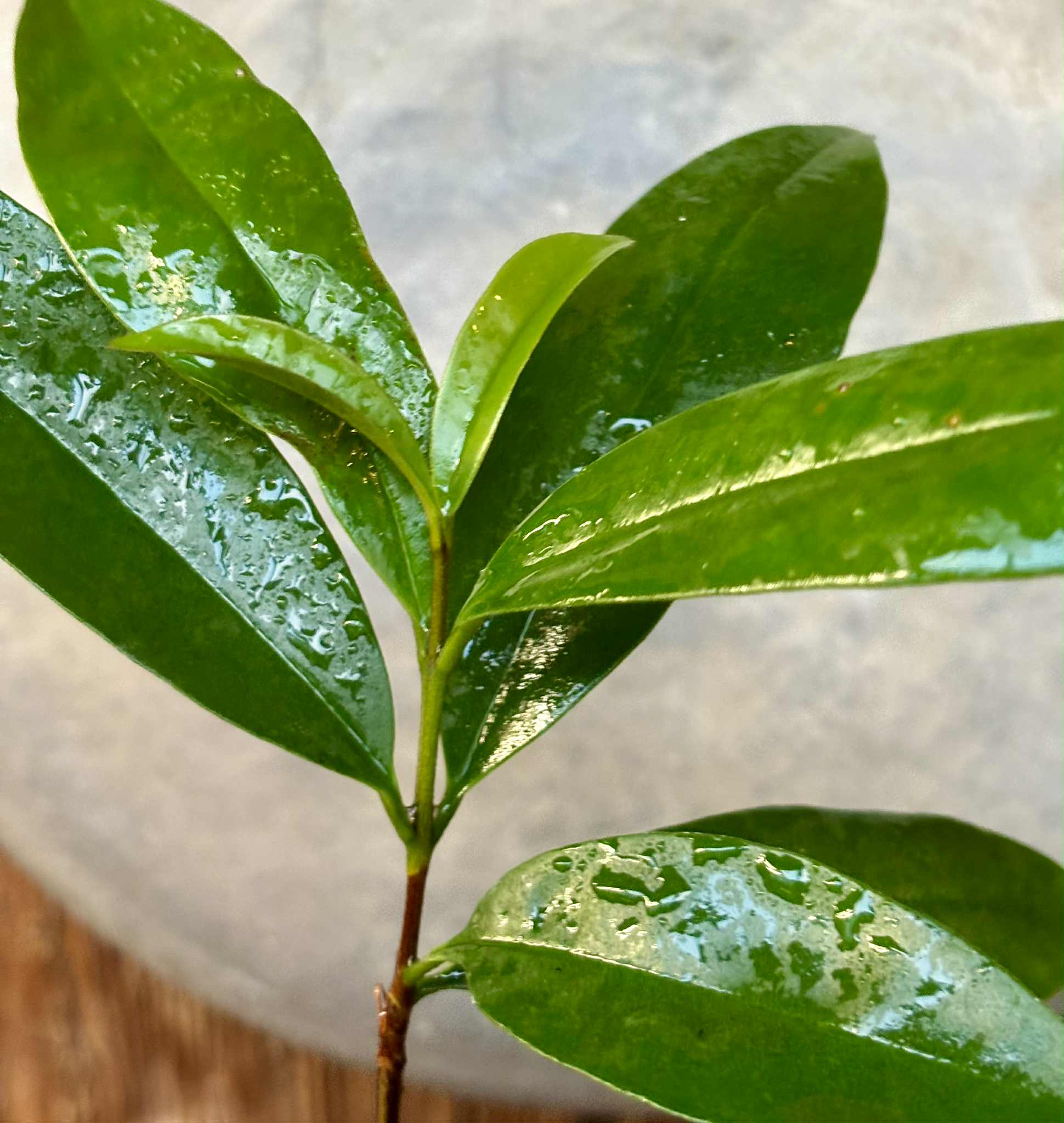 Cereja Grande da Bahia (Eugenia sp) - 1 potted plant / 1 getopfte Pflanze