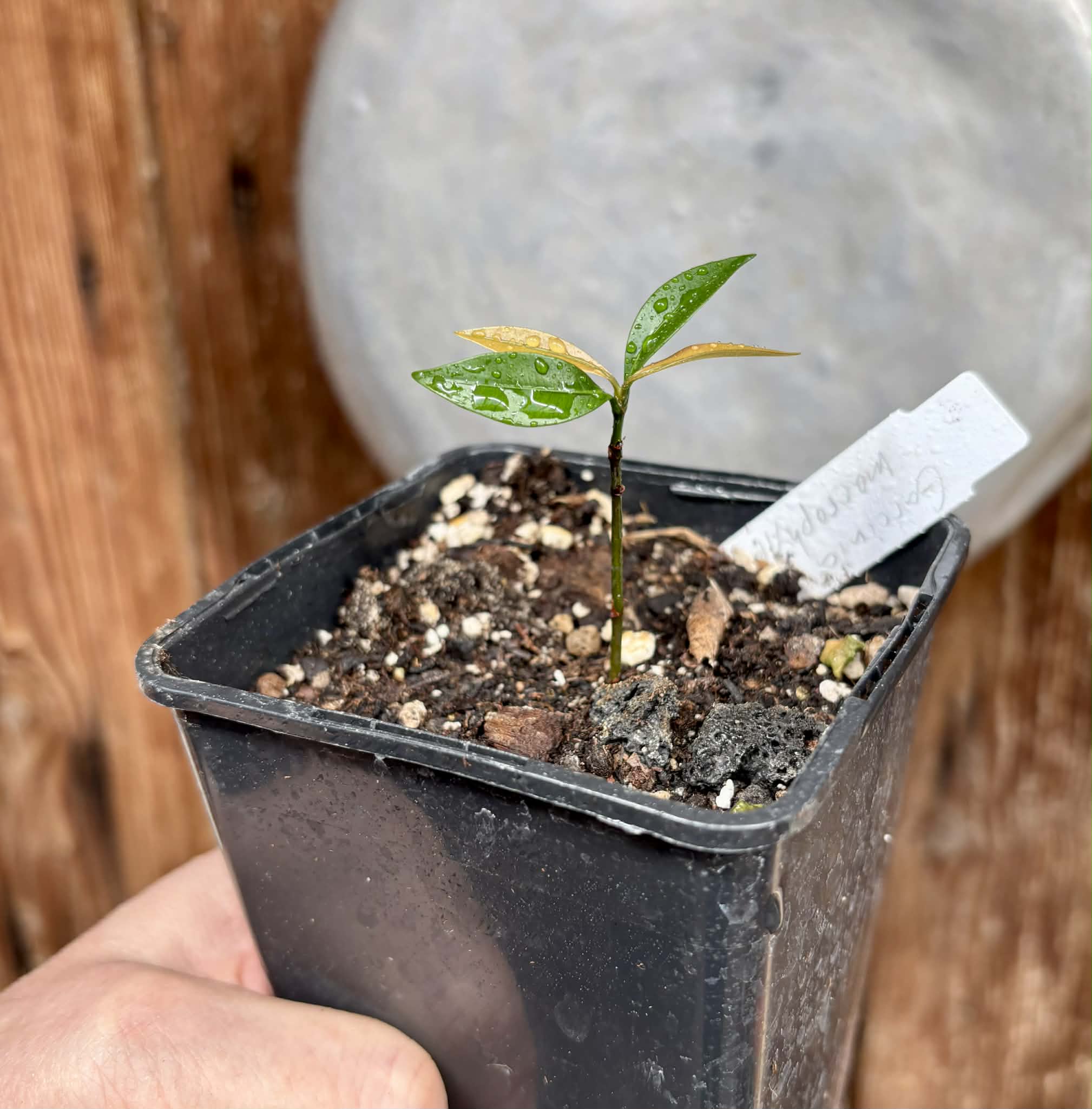 Garcinia macrophylla - 1 potted seedling / 1 getopfter Sämling