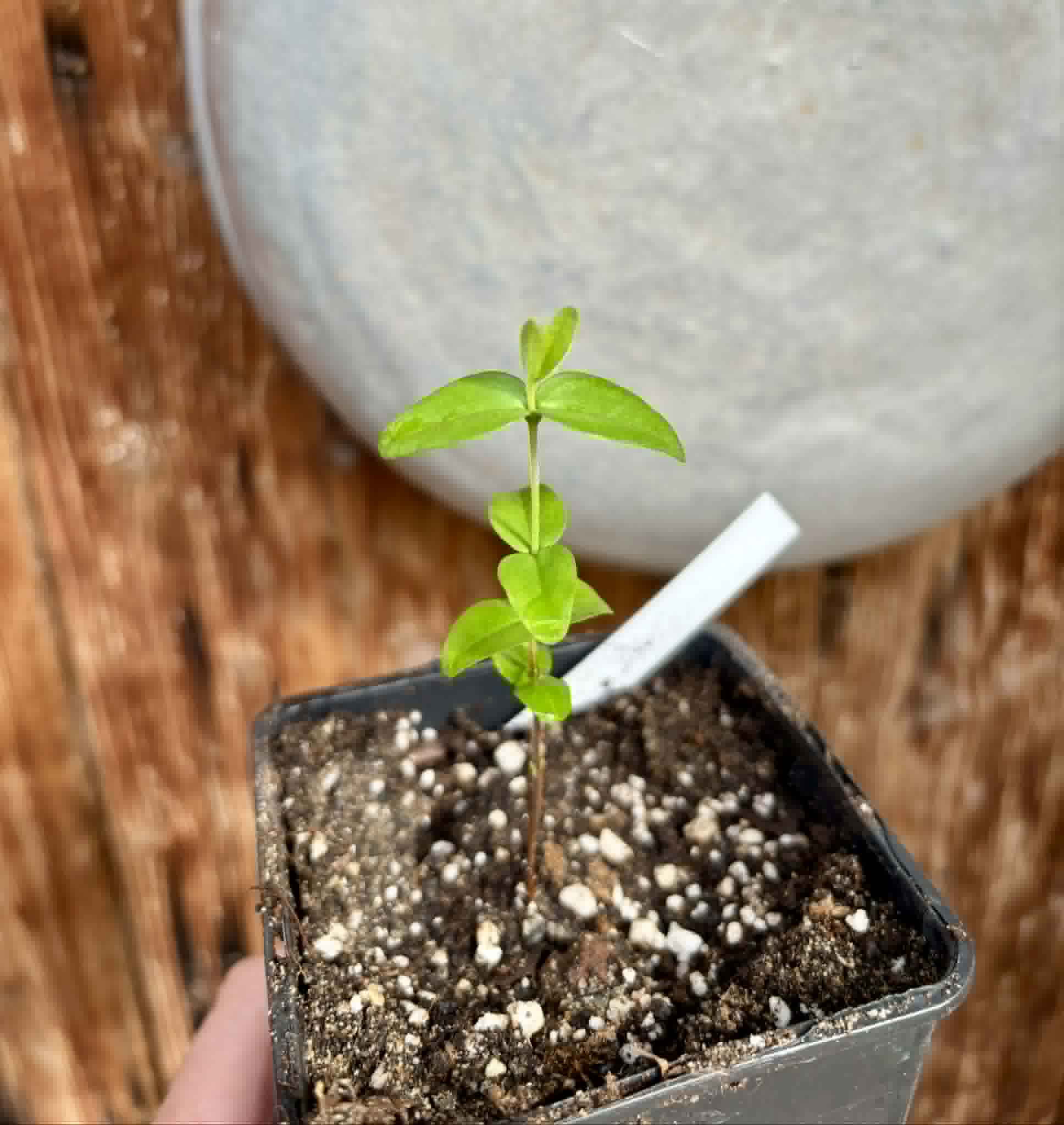 Eugenia sp Palometa - 1 potted seedling / 1 getopfter Sämling