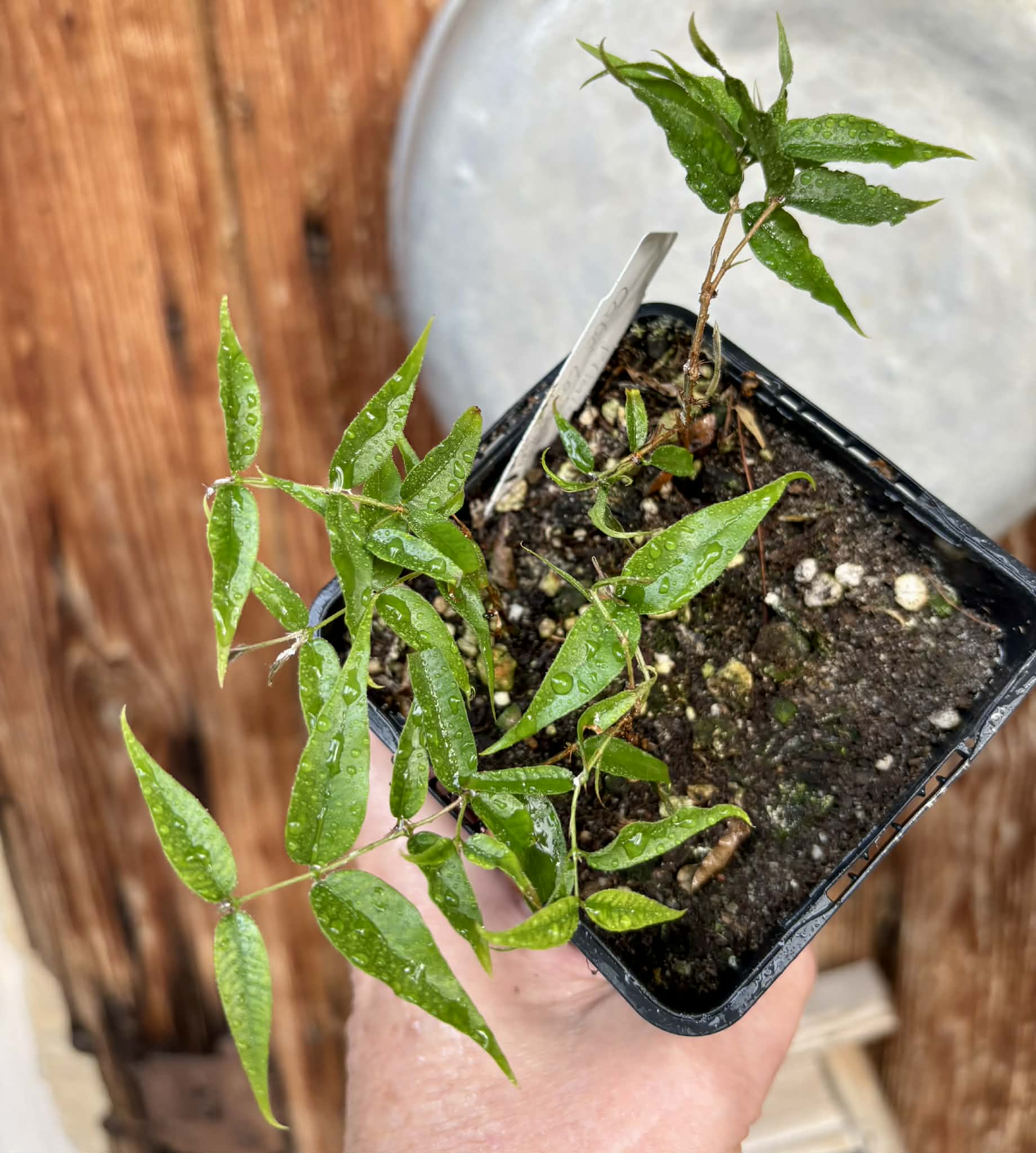 3 in 1 pot - Plinia sp Cabo longo Sao Joao -  3 seedlings in one pot / 3 Sämlinge in einem Topf