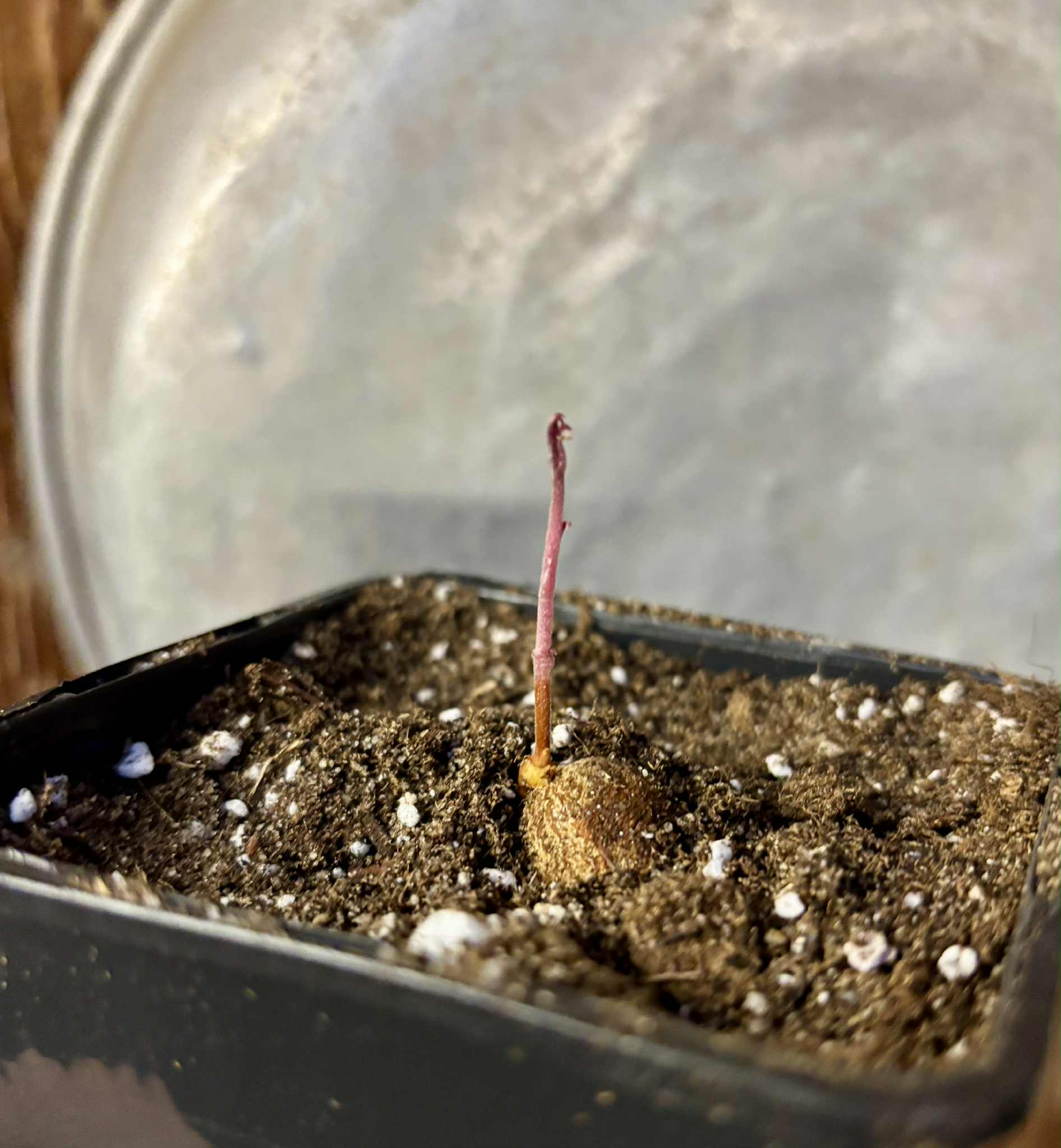 Eugenia sect. pisiformis var. Maruim - 1 potted seedling / 1 getopfter Sämling