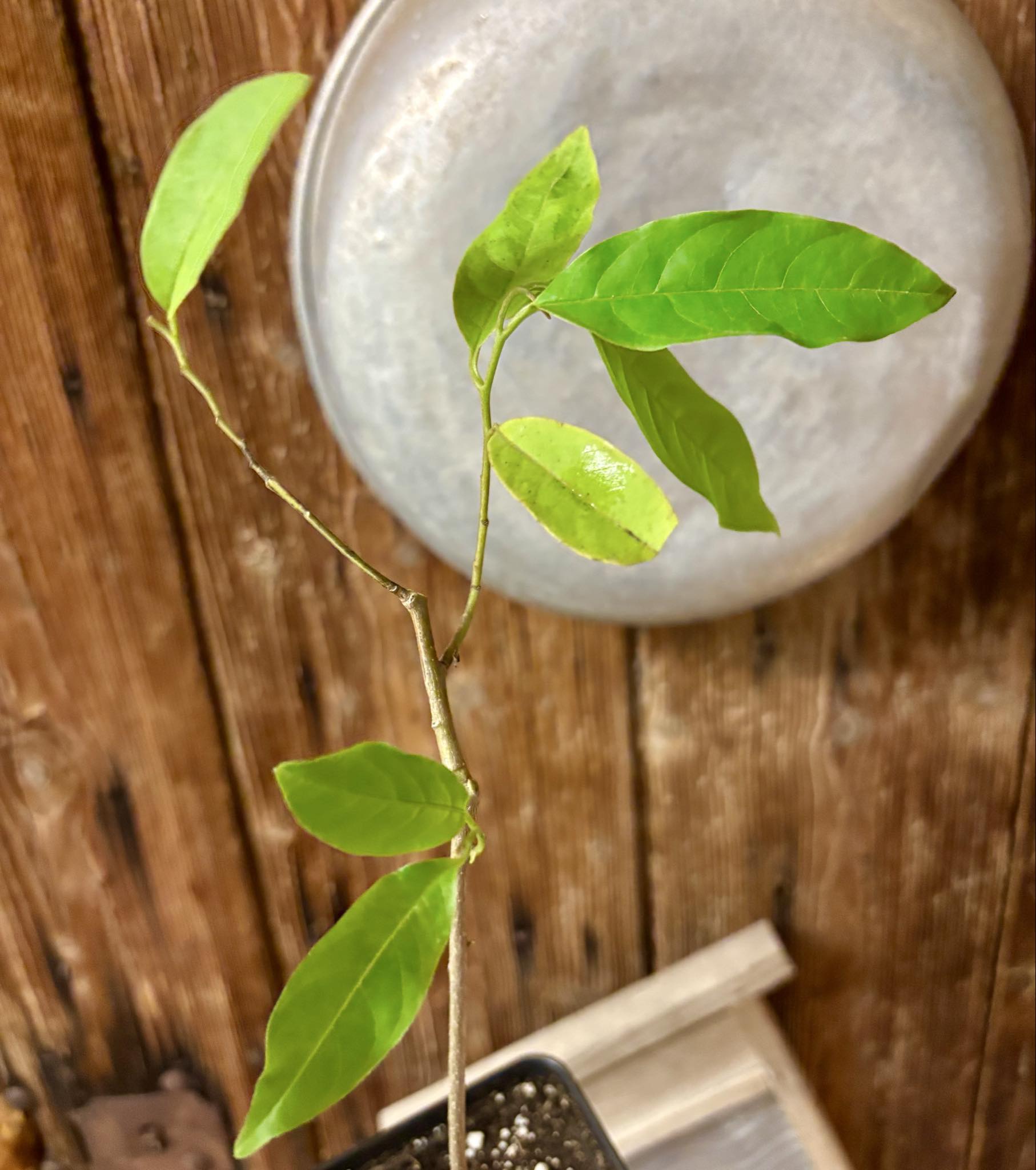 Annona sp. floresta amazônica  - 1 potted plant / 1 getopfte Pflanze
