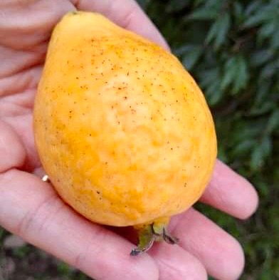 Psidium sp Orange Argentina - 1 potted seedling / 1 getopfter Sämling Psidium sp Orange Argentina - 1 potted seedling / 1 getopfter Sämling