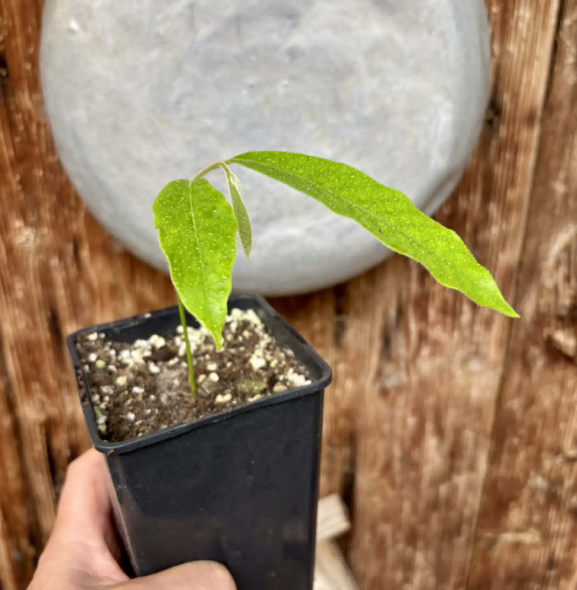 Civet Banana (Uvaria grandiflora) -  1 potted seedling / 1 getopfter Sämling
