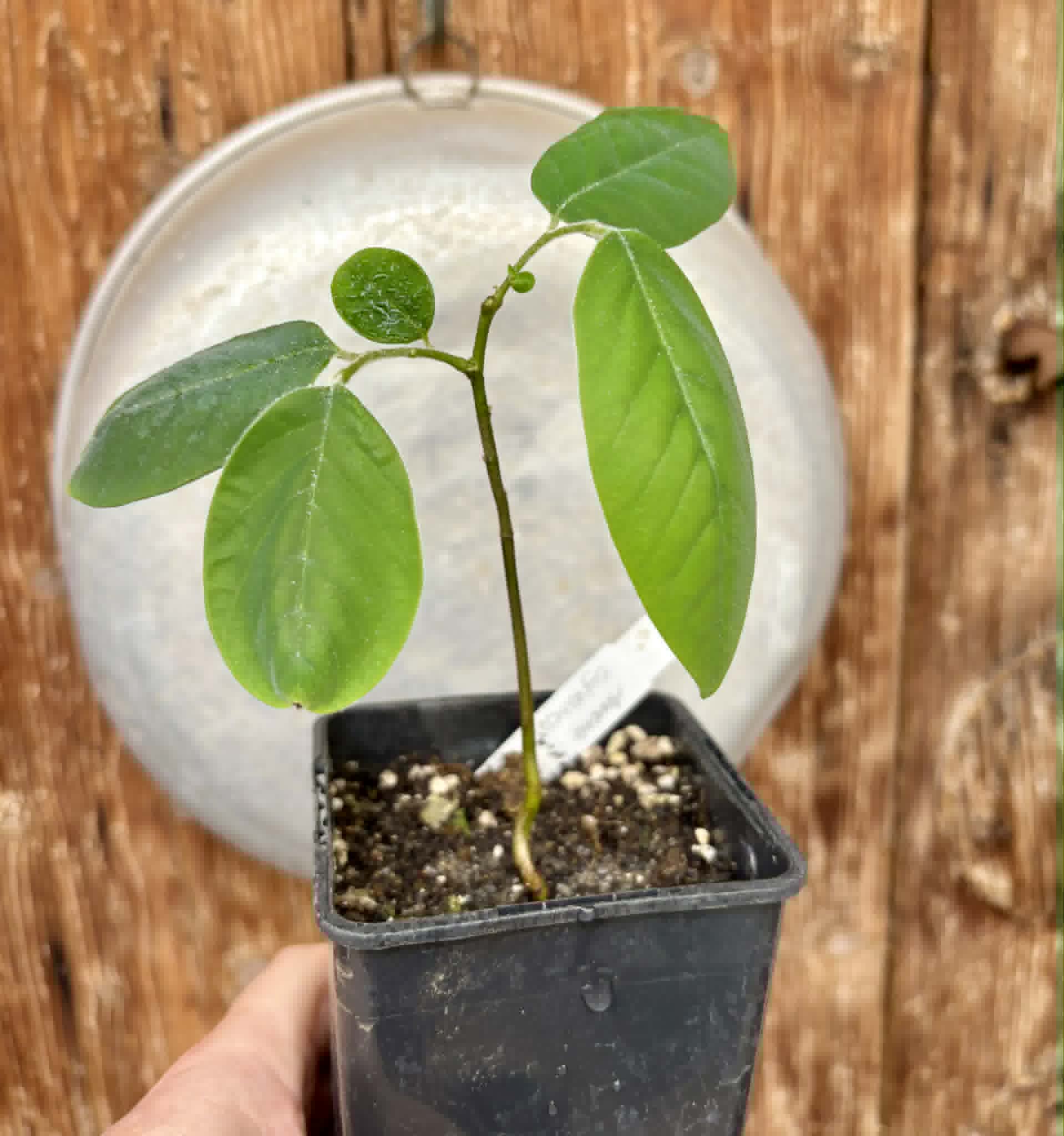 Annona sylvatica - 1 potted plant / 1 getopfte Pflanze