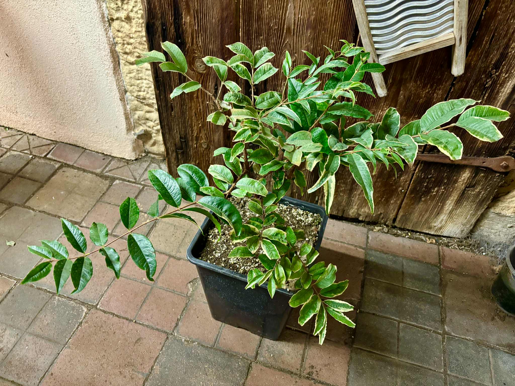 variegated Jaboticaba "Acu Paulista" grafted -   1 potted plant / 1 getopfte Pflanze