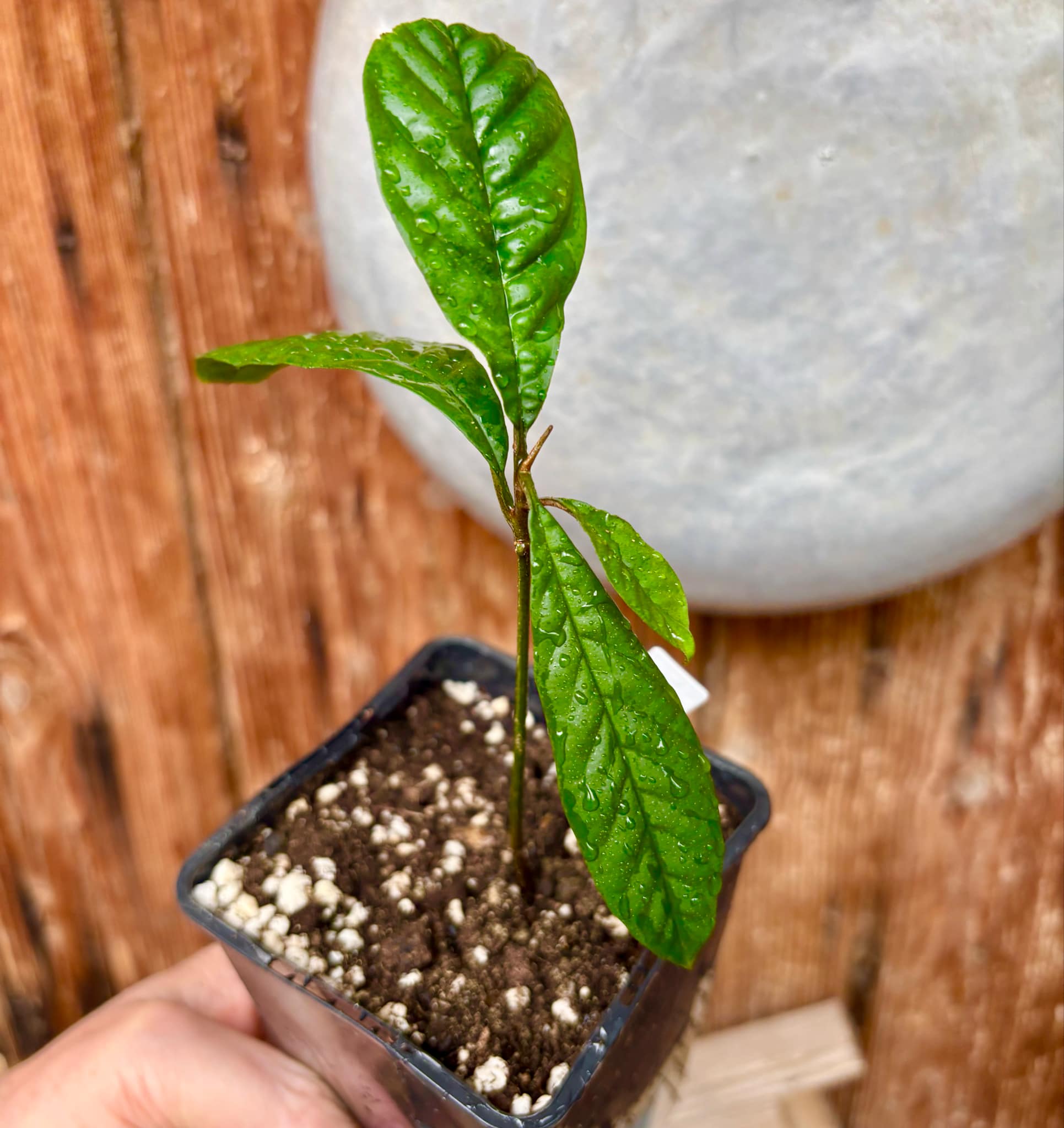 Aglaia korthalsii - 1 potted plant / 1 getopfte Pflanze
