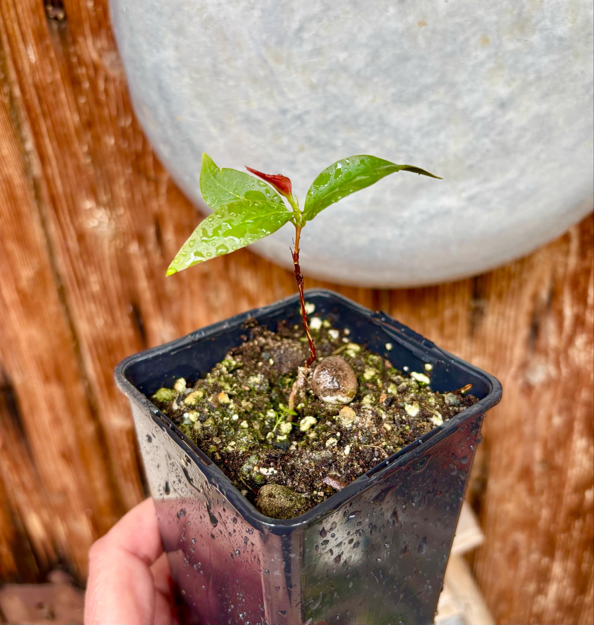 Cagaita var. "Brinco de Princesa" (Eugenia dysenterica) - 1 potted plant / 1 getopfte Pflanze