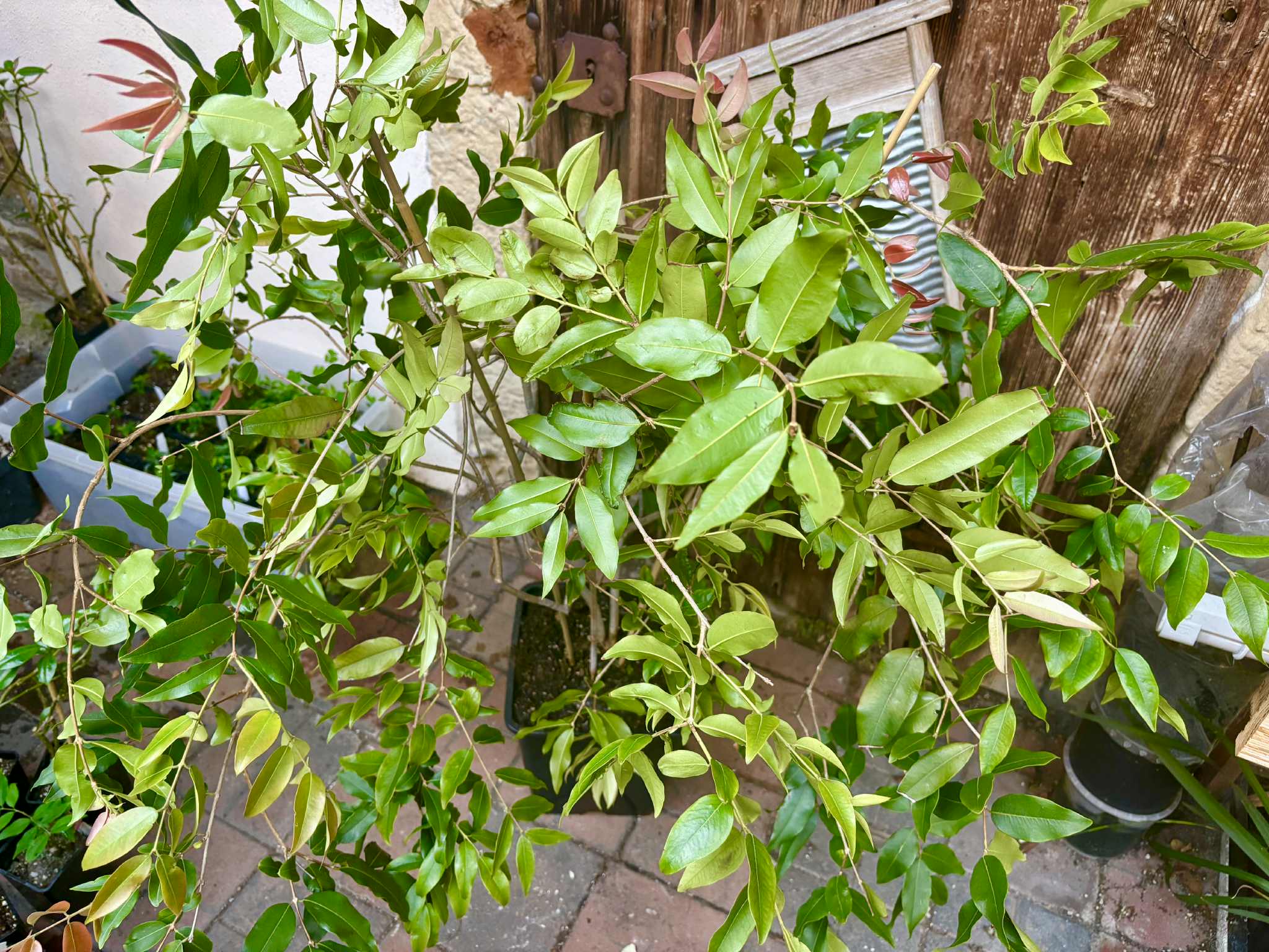 8+ years old - Jaboticaba Cabinho Café Ipuiúna (Plinia Trunciflora  var. Café Ipuiúna) - 1 potted plant / 1 getopfte Pflanze