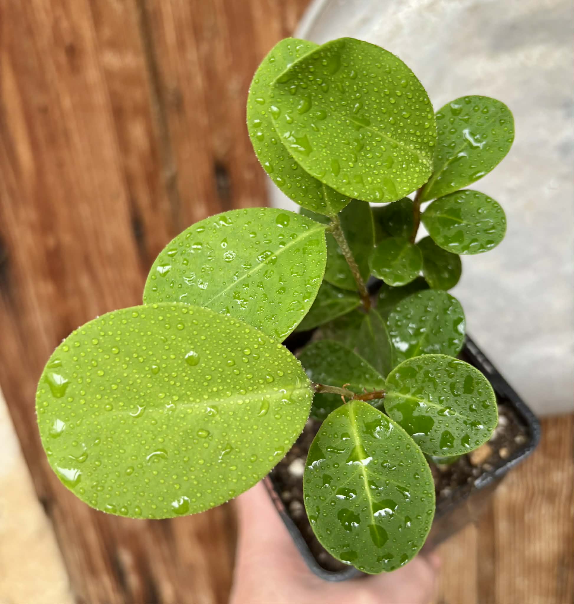 3 in 1 pot - Eugenia umbelliflora -  3 seedlings in one pot / 3 Sämlinge in einem Topf