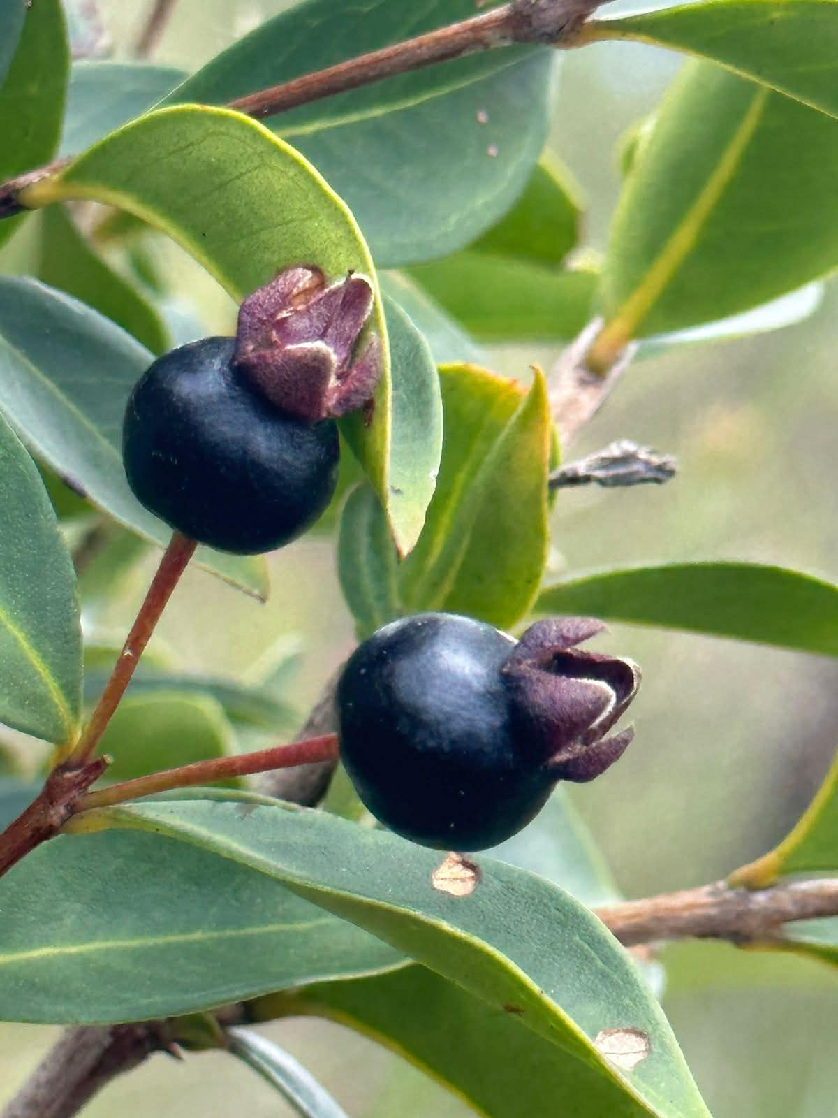 Accara elegans - 1 fresh seed / 1 frischer Samen