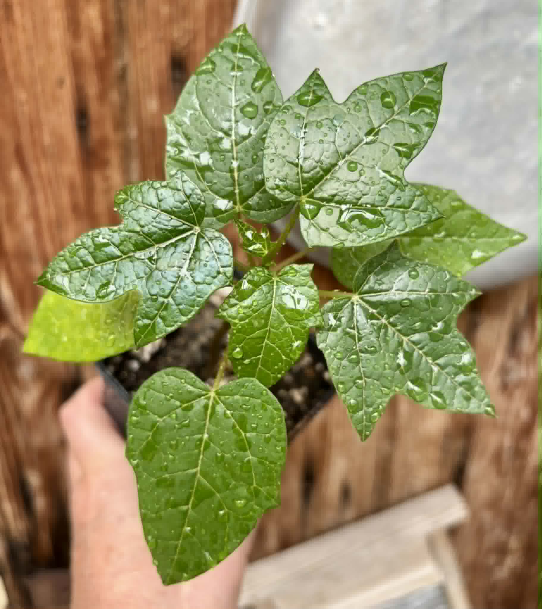 Vasconcellea pubescens - 1 potted seedling / 1 getopfter Sämling