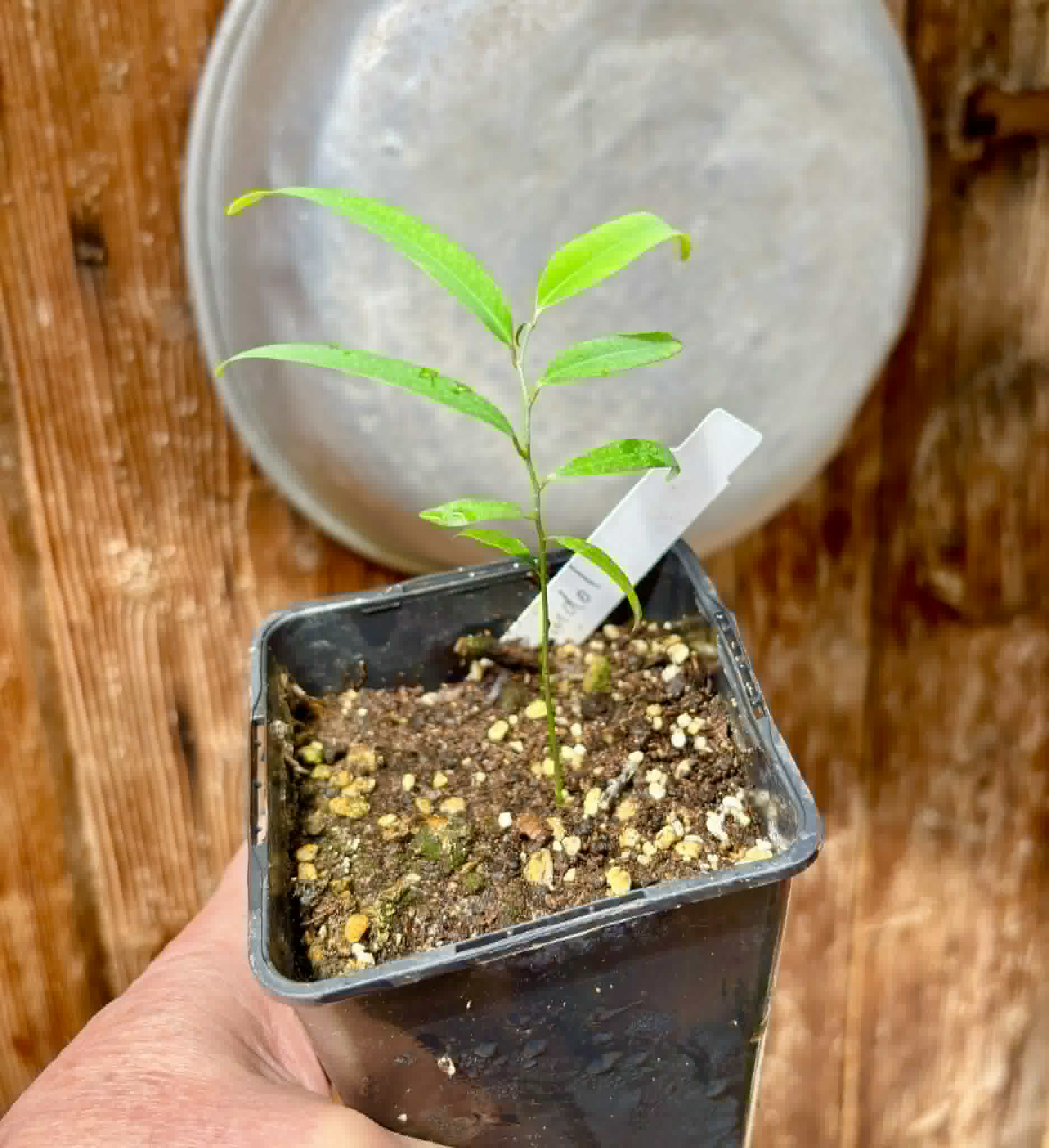 Rumdol (Sphaerocoryne lefevrei) - 1 potted seedling / 1 getopfter Sämling