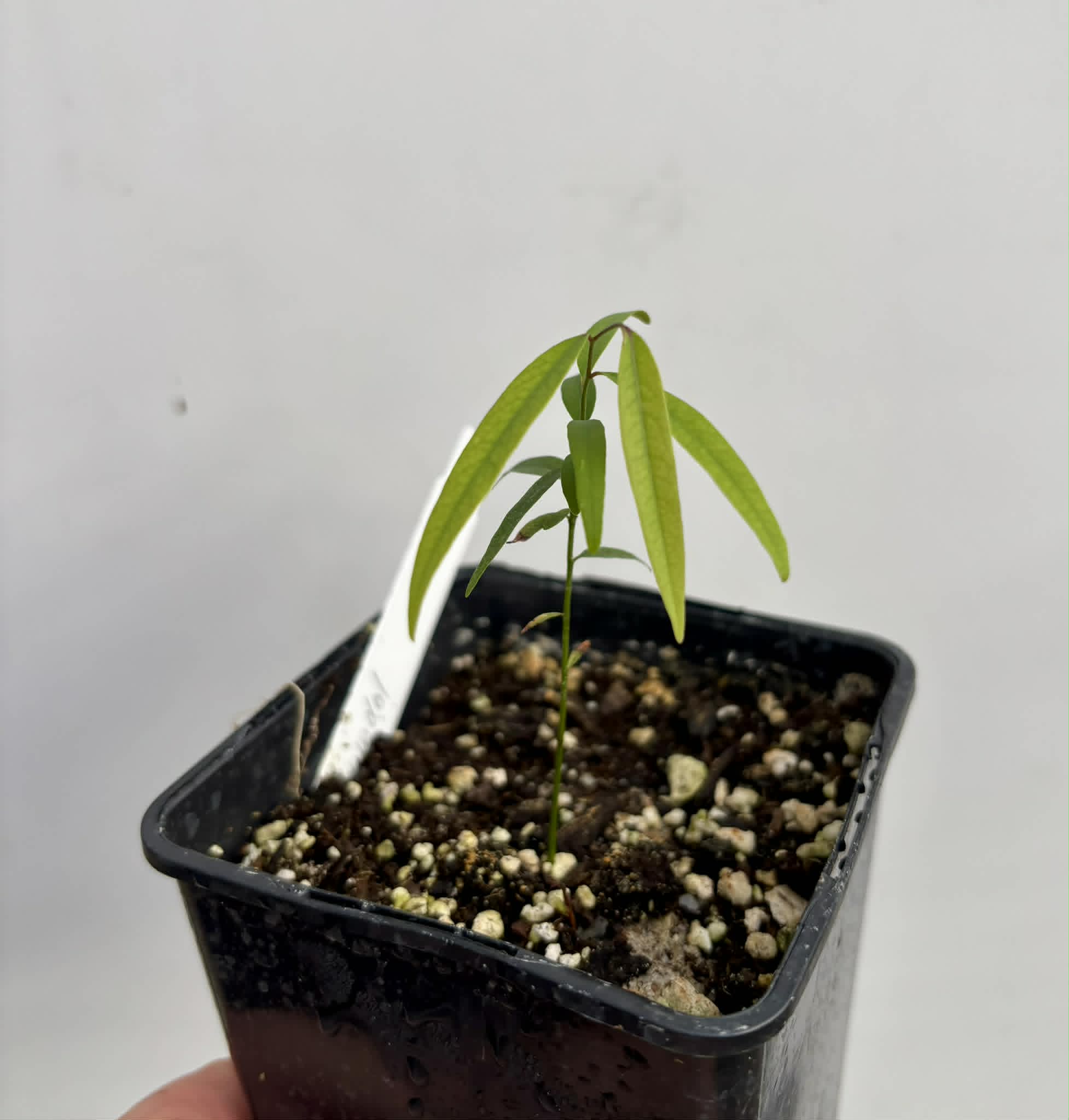 Rumdol (Sphaerocoryne lefevrei) - 1 potted seedling / 1 getopfter Sämling