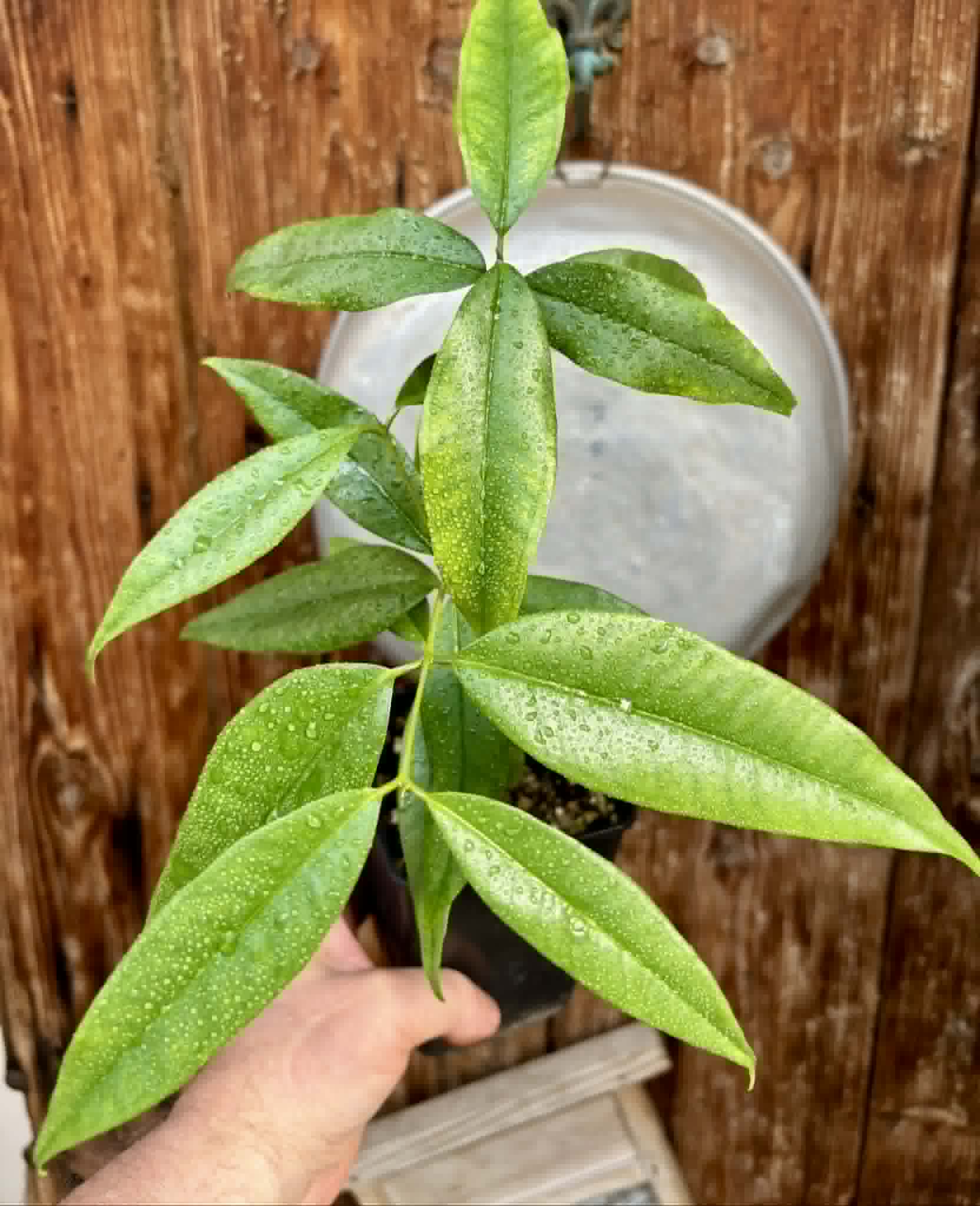 Eugenia bahiensis var. Sementes pintada  - 1 potted plant / 1 getopfte Pflanze