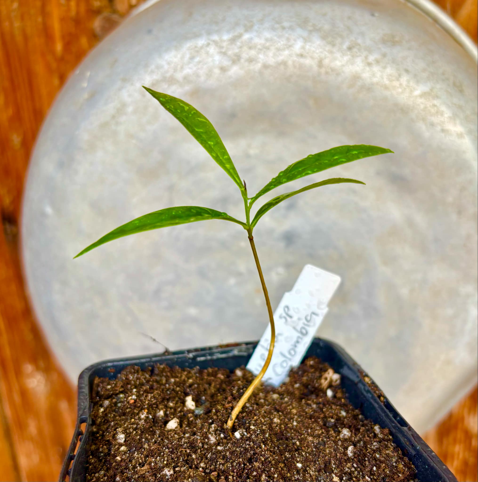 Duguetia cf. vallicola  - 1 small potted seedling / 1 kleiner, getopfter Sämling