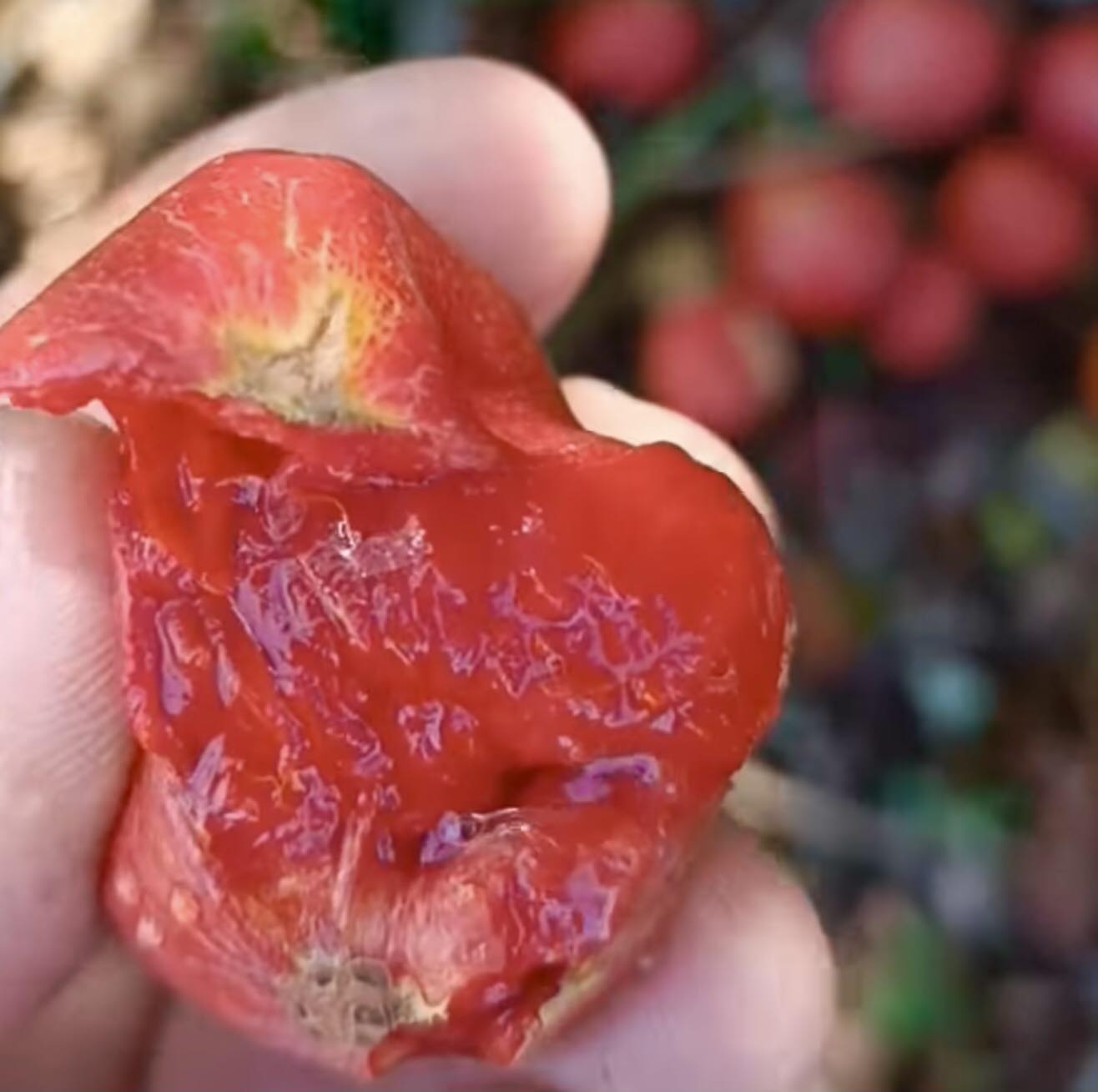 Myrciaria sp Pastora - 1 potted seedling / 1 getopfter Sämling