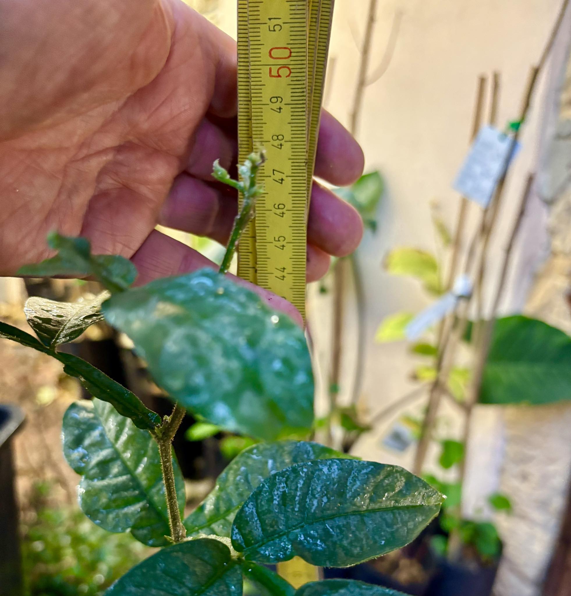 Inga spectabilis - Machete Ice cream bean - 1 potted plant / 1 getopfte Pflanze