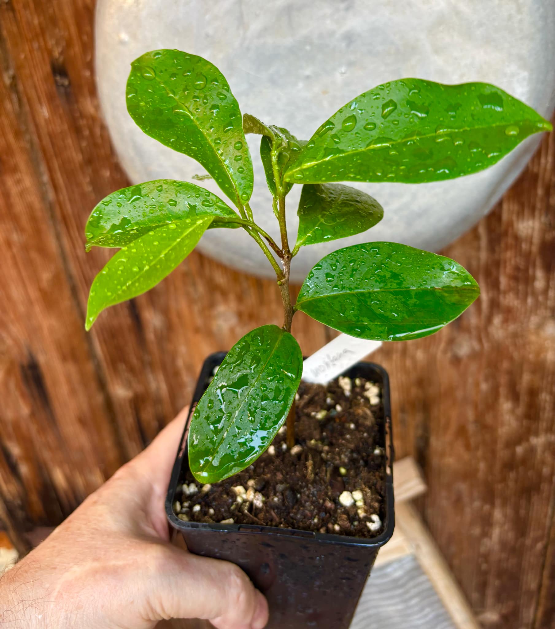 Annona montana - Mountain Soursop - 1 potted plant / 1 getopfte Pflanze