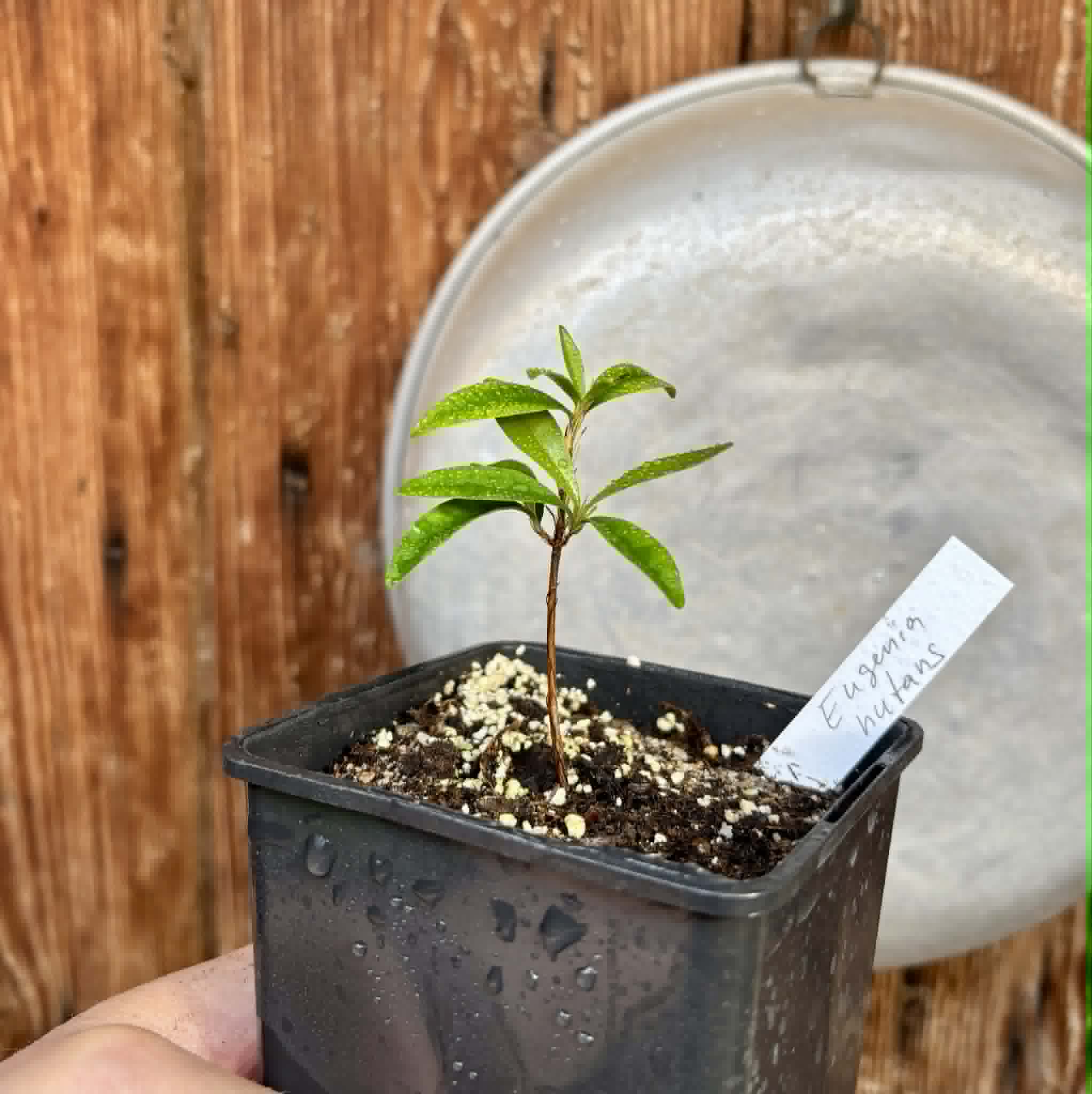 Eugenia nutans - 1 potted seedling / 1 getopfter Sämling