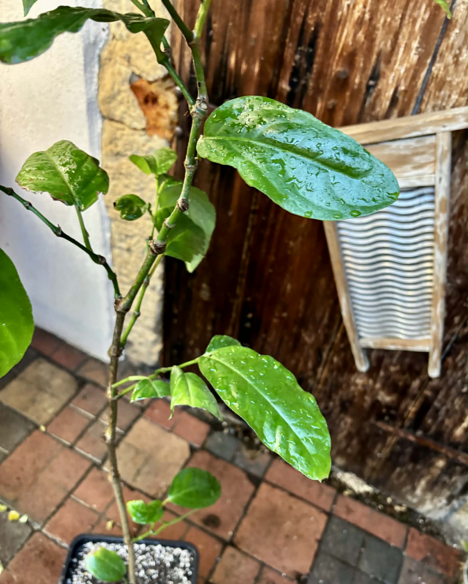 Long Pepper  (Piper longum) - 1 potted plant / 1 getopfte Pflanze