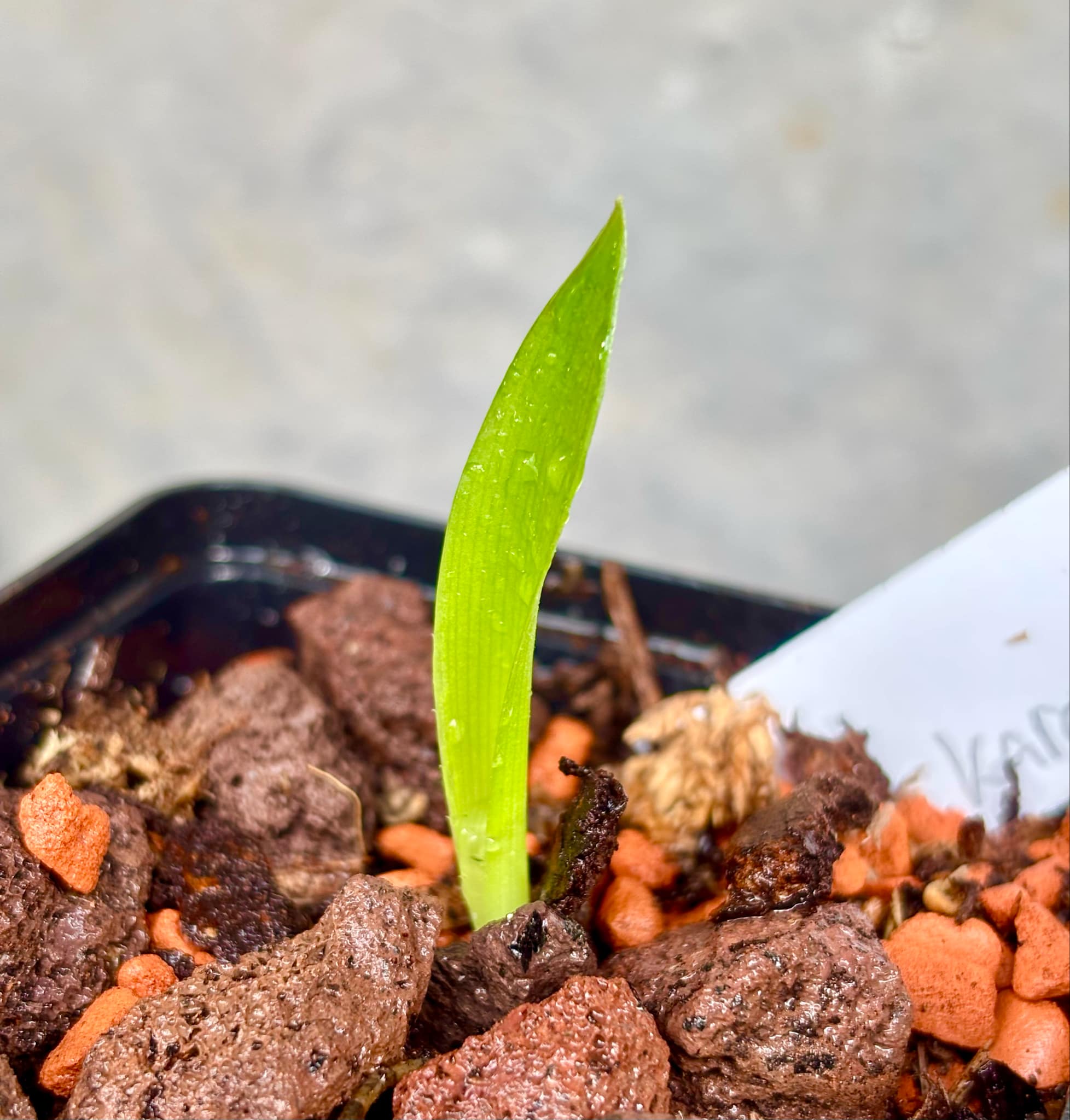 Pinuela blanco (Bromelia karatas) - white variety  -  1 small potted seedling / 1 kleiner, getopfter Sämling