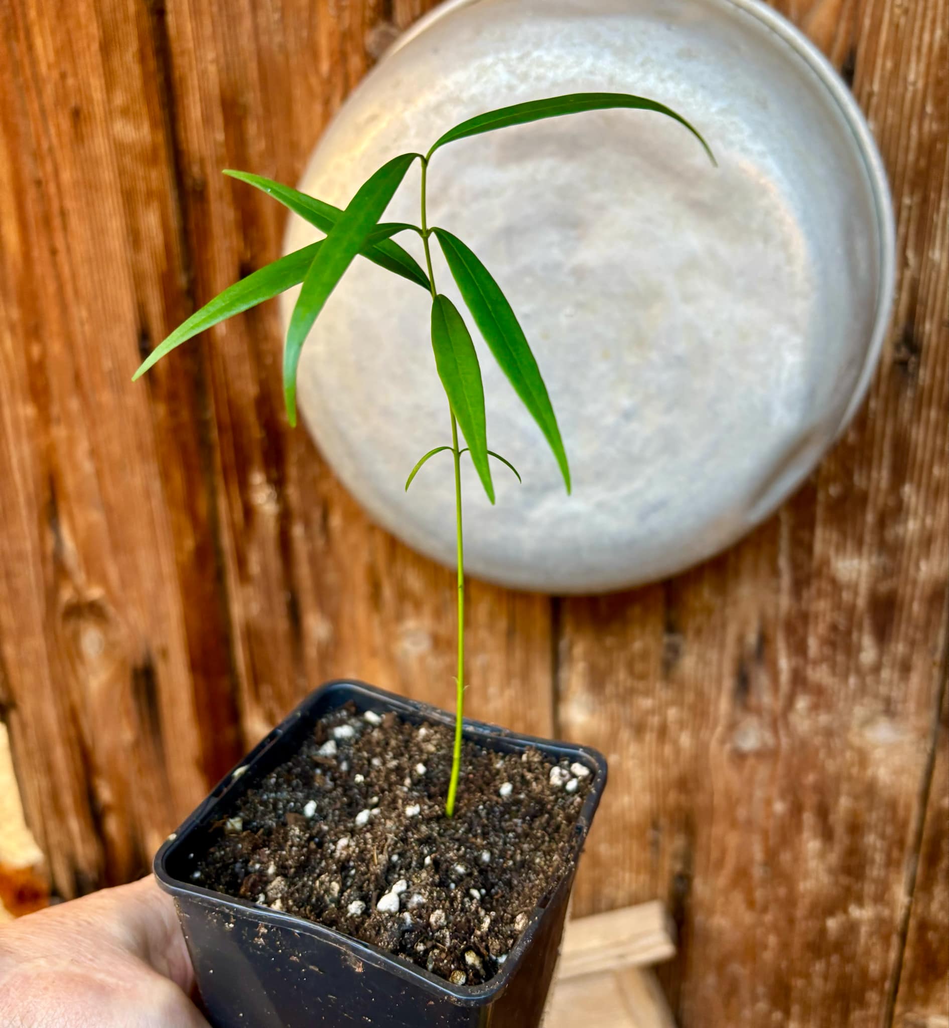 Leche-Miel Fruit (Lacmellea edulis) - 1 potted plant / 1 getopfte Pflanze