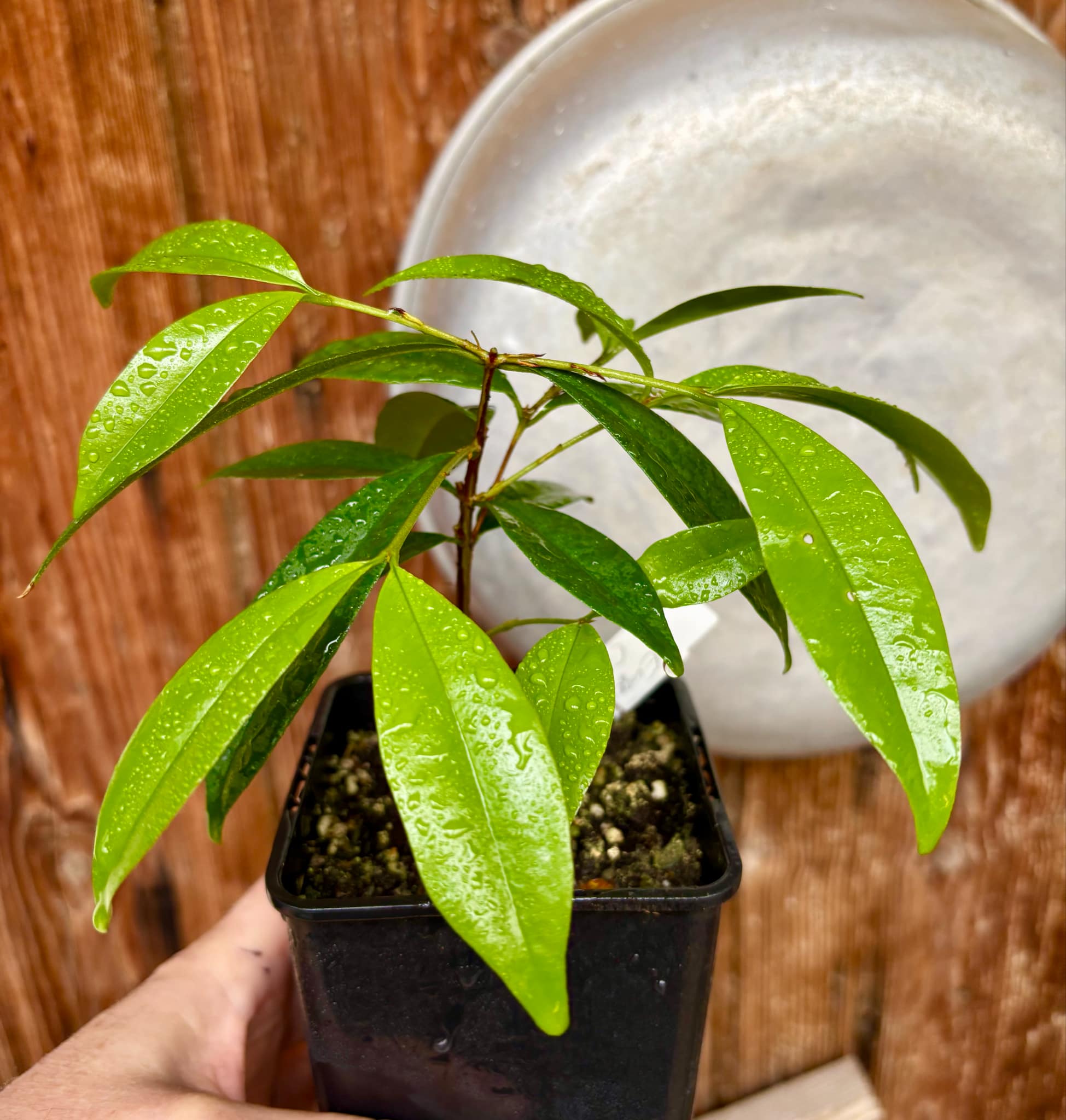 Eugenia sp Cereja Grande da Bahia - 1 potted plant / 1 getopfte Pflanze