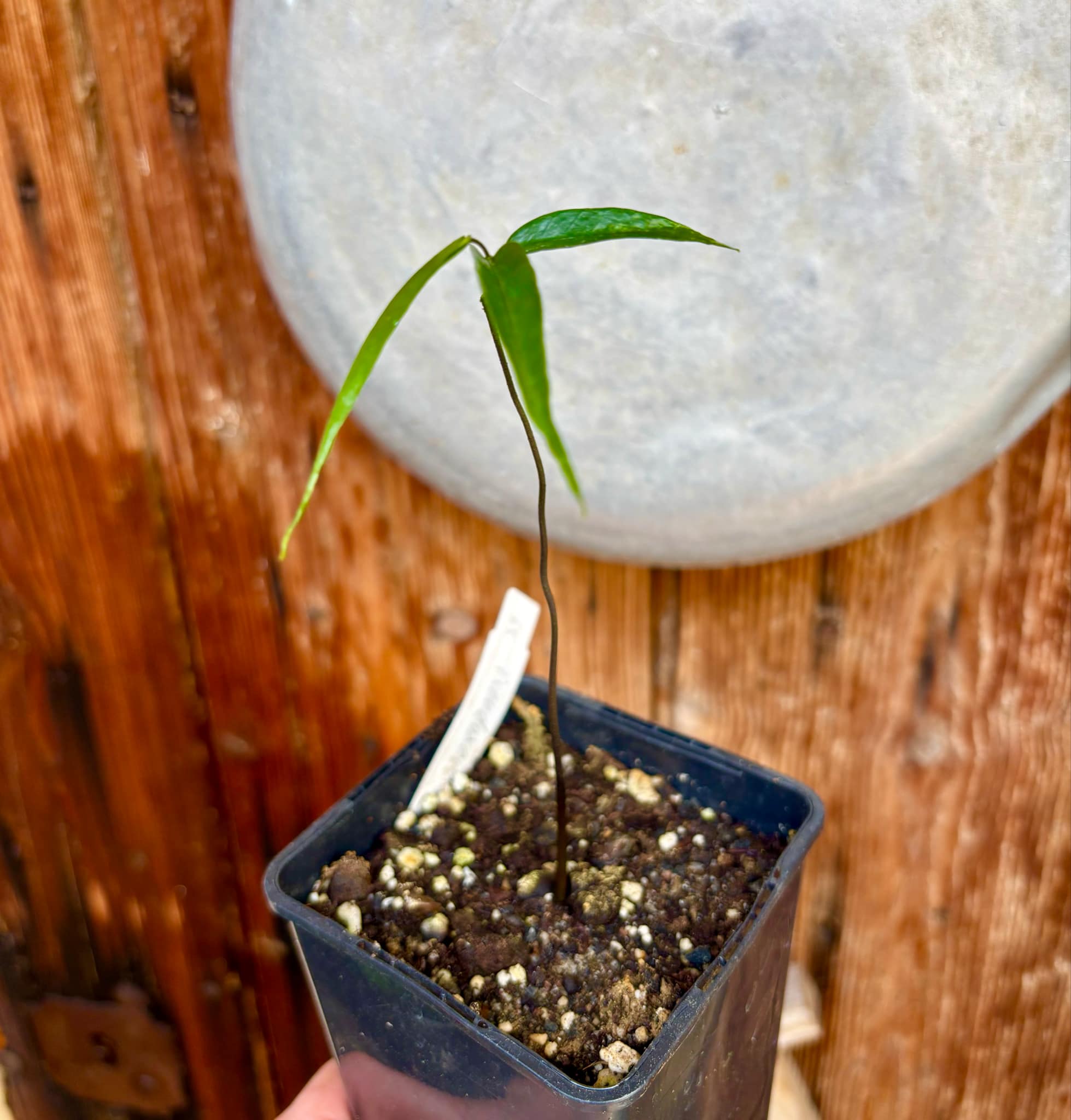 Pseudoxandra bahiensis - 1 small potted seedling / 1 kleiner, getopfter Sämling