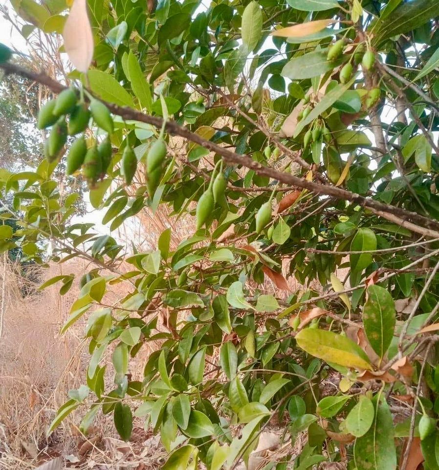 Madhuca thorelii - Mak Dauy Fruit -   1 germinated seed / 1 gekeimter Samen
