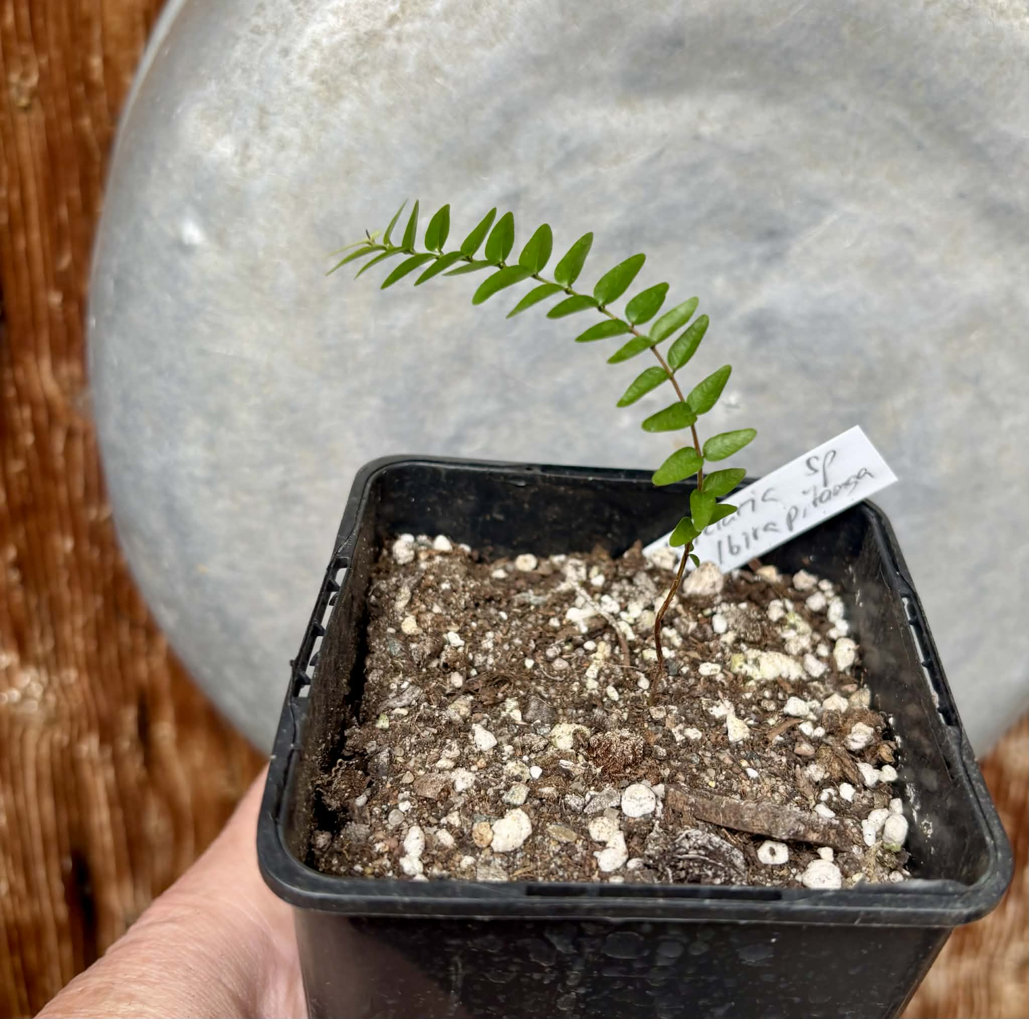 Myrciaria sp Ibirapitanga -  1 potted seedling / 1 getopfter Sämling