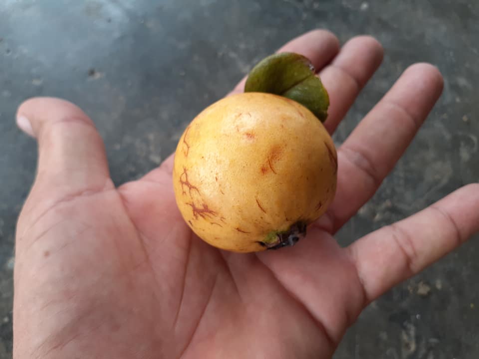 Psidium sp Cuba - 1 fresh seed / 1 frischer Samen