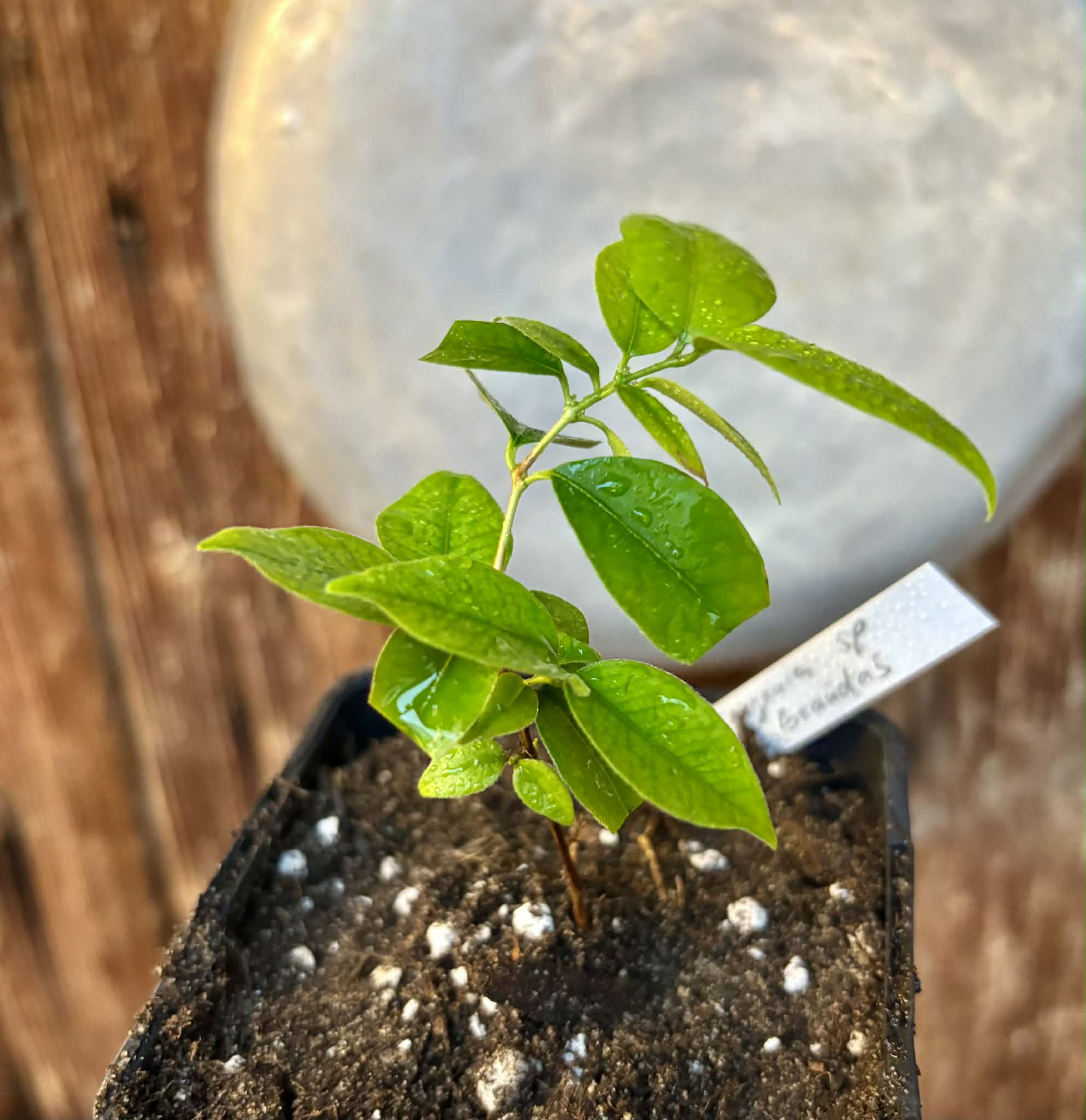 Eugenia sp Guajuba graudas -  1 potted seedling / 1 getopfter Sämling