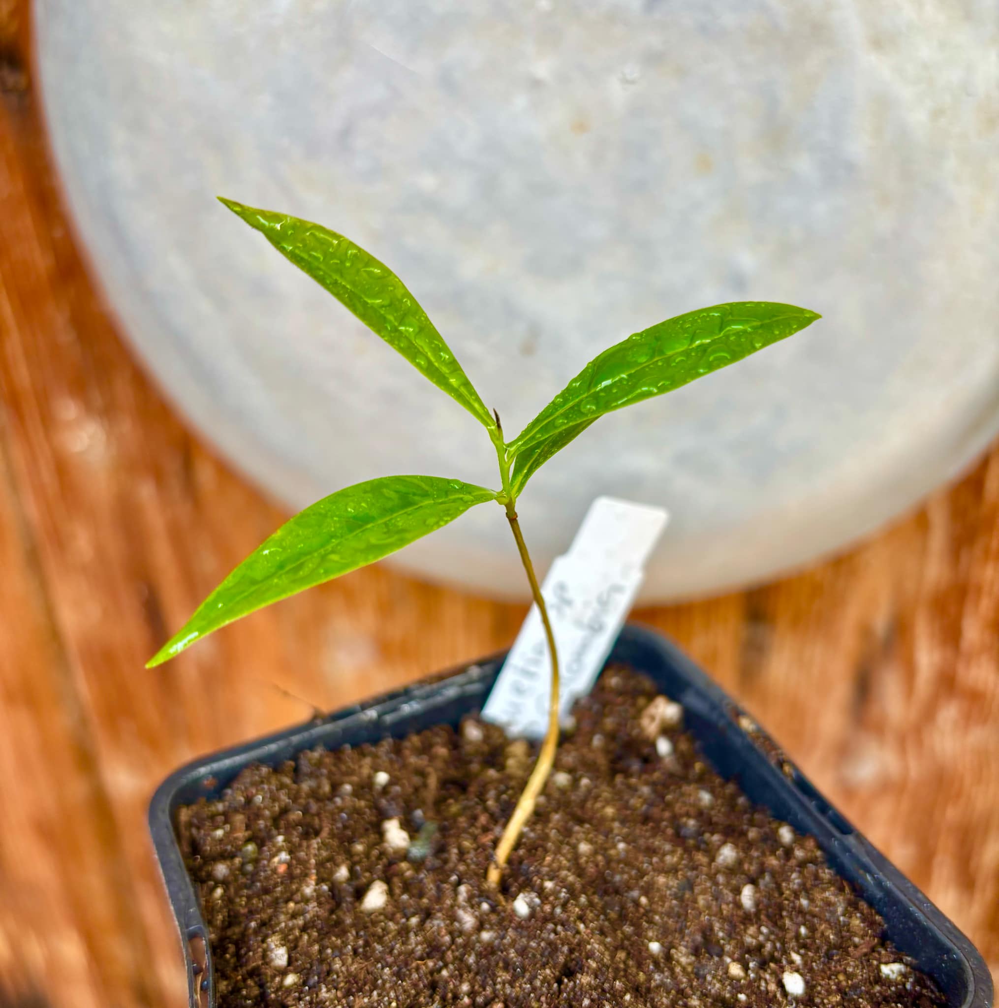 Duguetia cf. vallicola  - 1 small potted seedling / 1 kleiner, getopfter Sämling