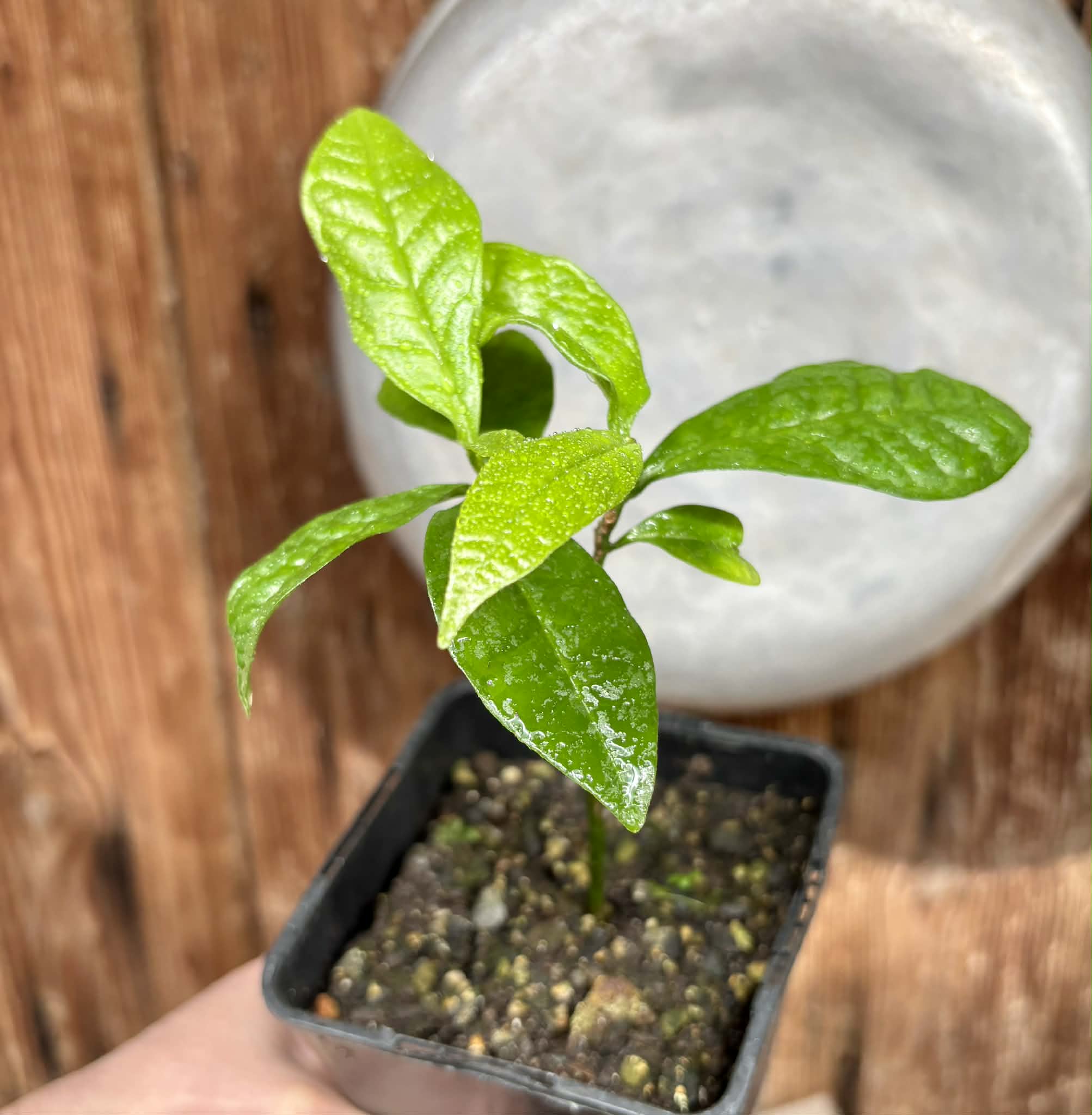 Cymbopetalum brasiliensis - 1 potted seedling / 1 getopfter Sämling