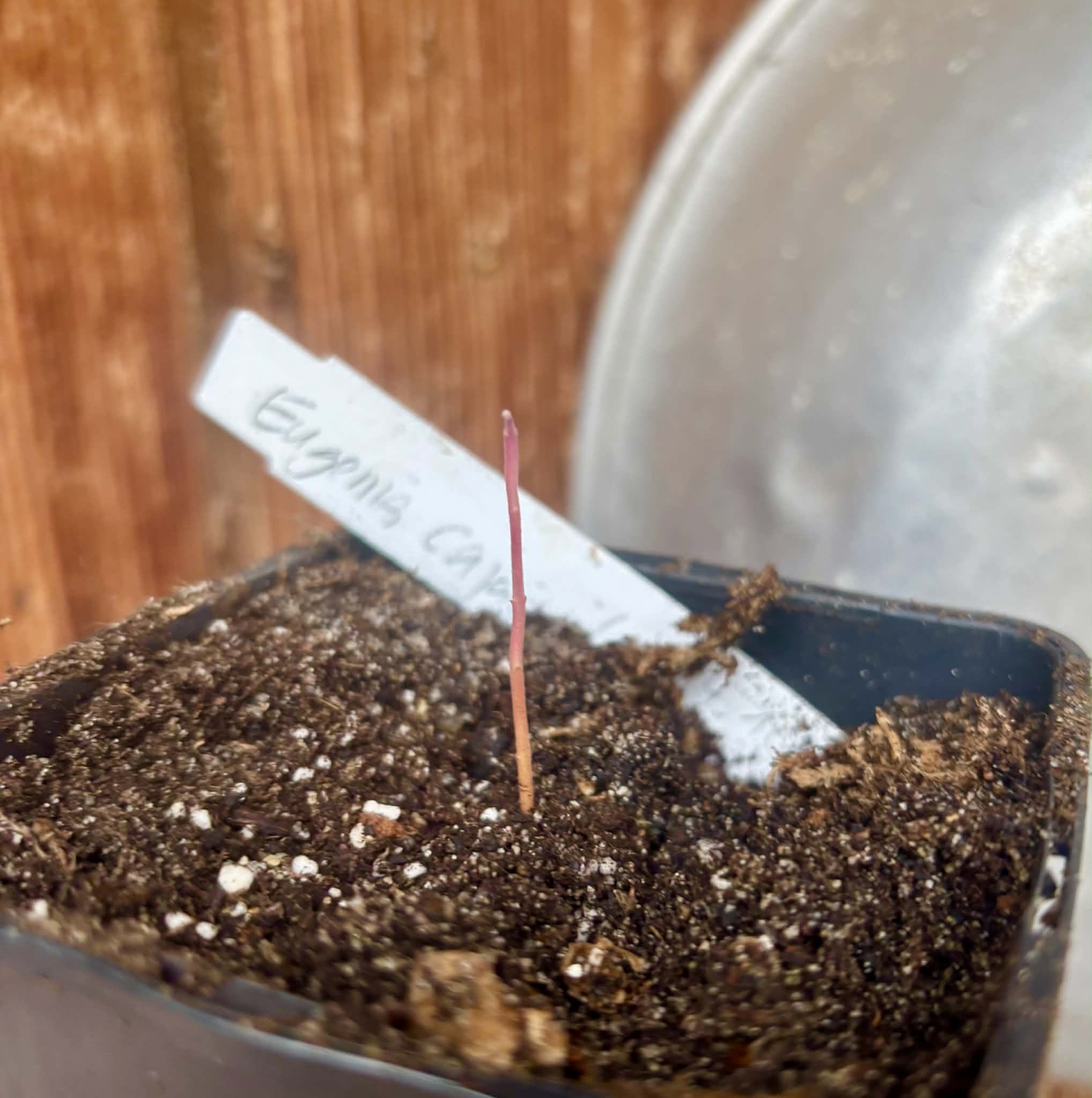only 1 available - Eugenia sp Cajazinho -  1 potted seedling / 1 getopfter Sämling