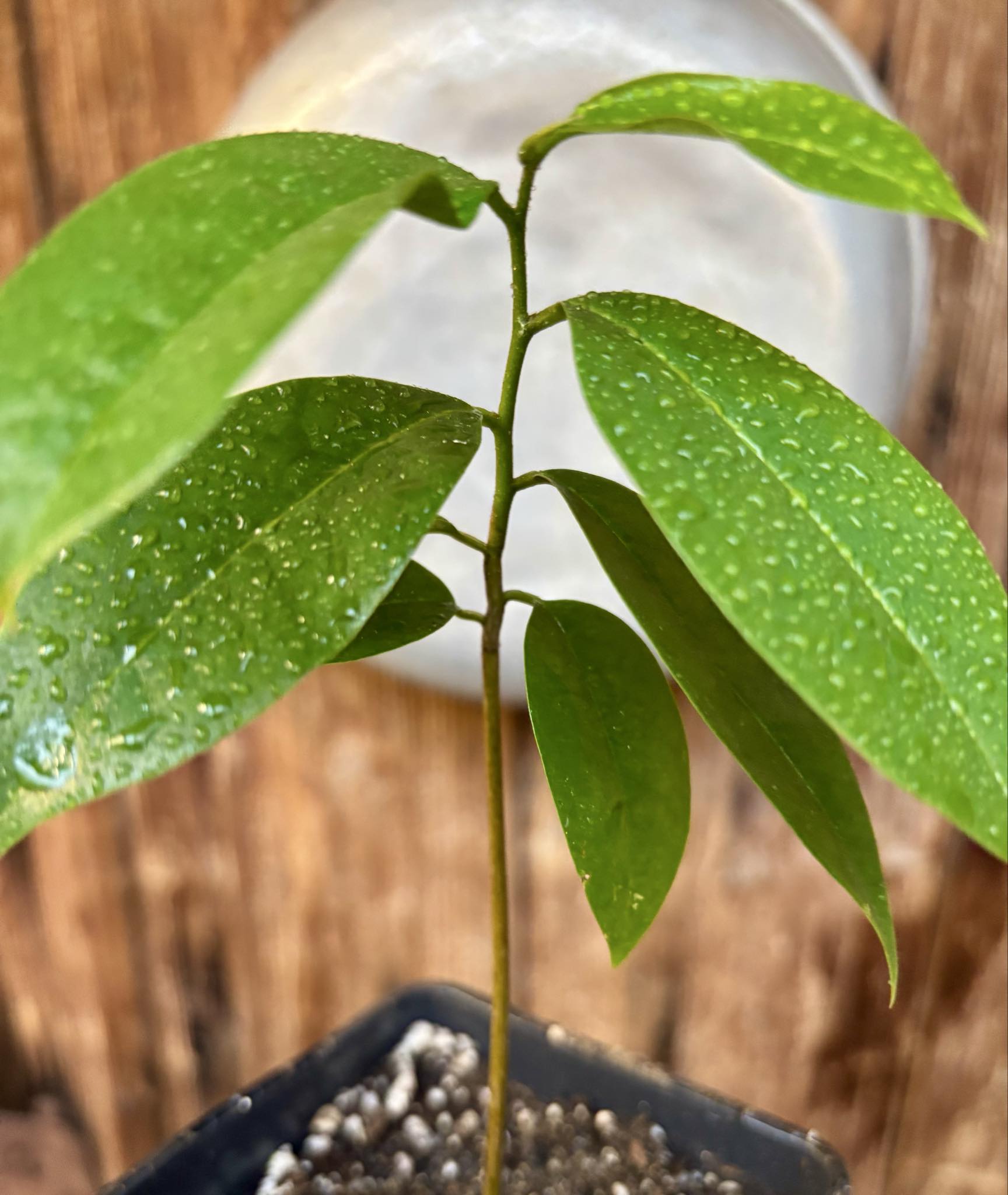 Annona muricata - Soursop / Stachelannone - 1 potted seedling / 1 getopfter Sämling