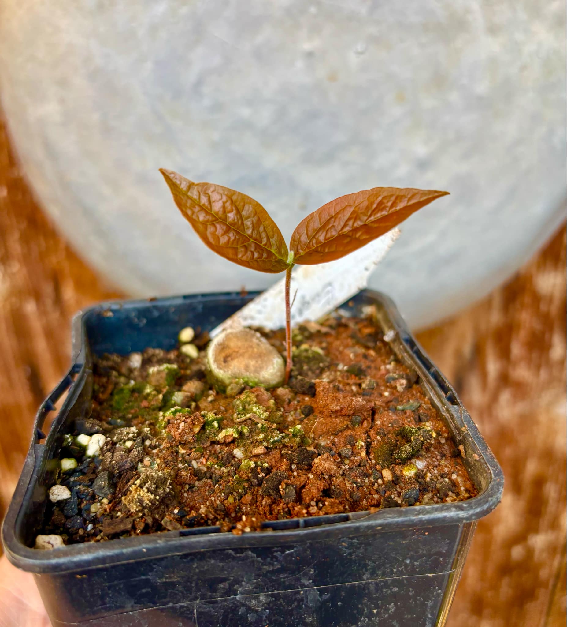 Eugenia campininha  -  1 small potted seedling / 1 kleiner, getopfter Sämling