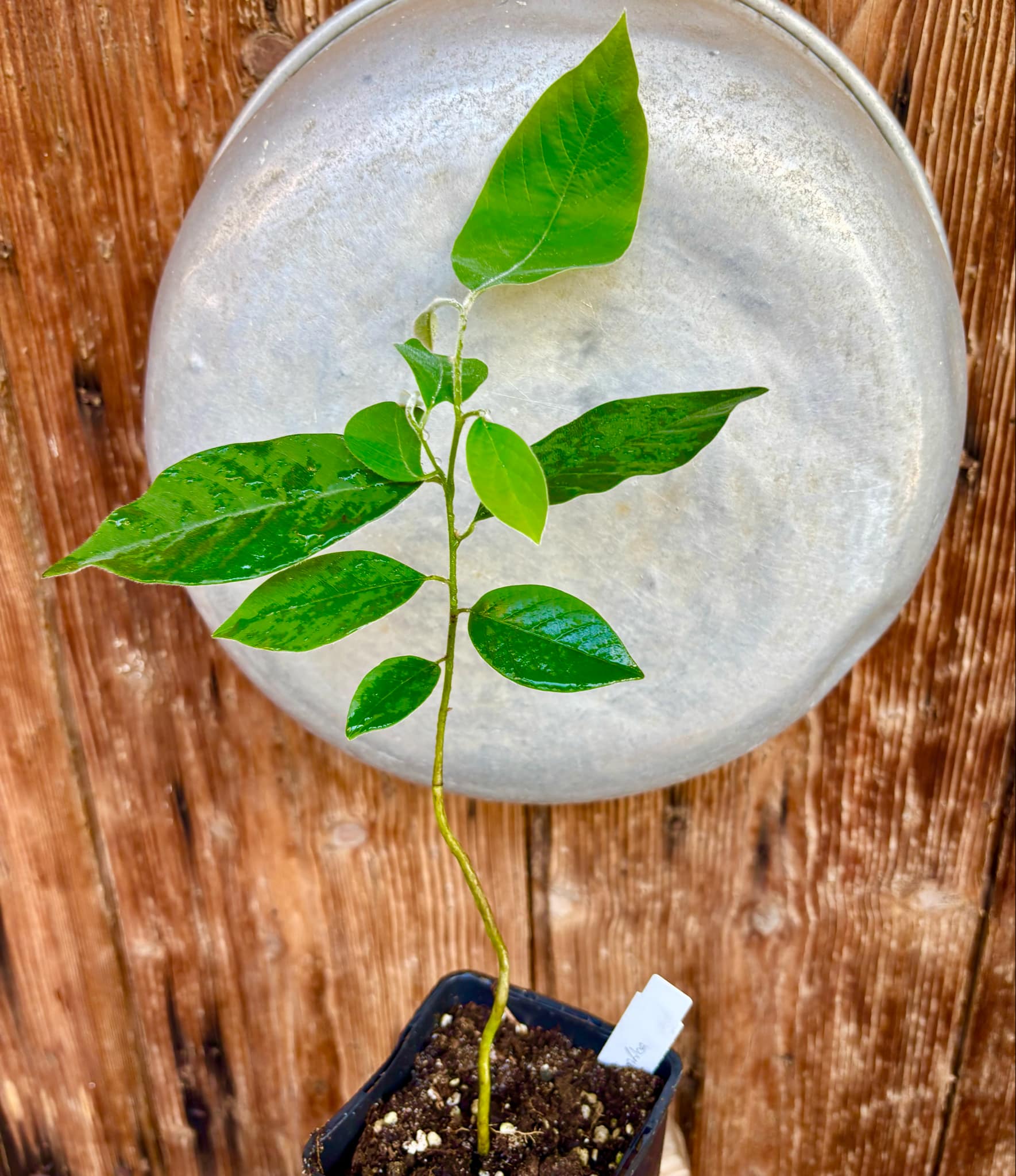 Annona sylvatica - 1 potted plant / 1 getopfte Pflanze