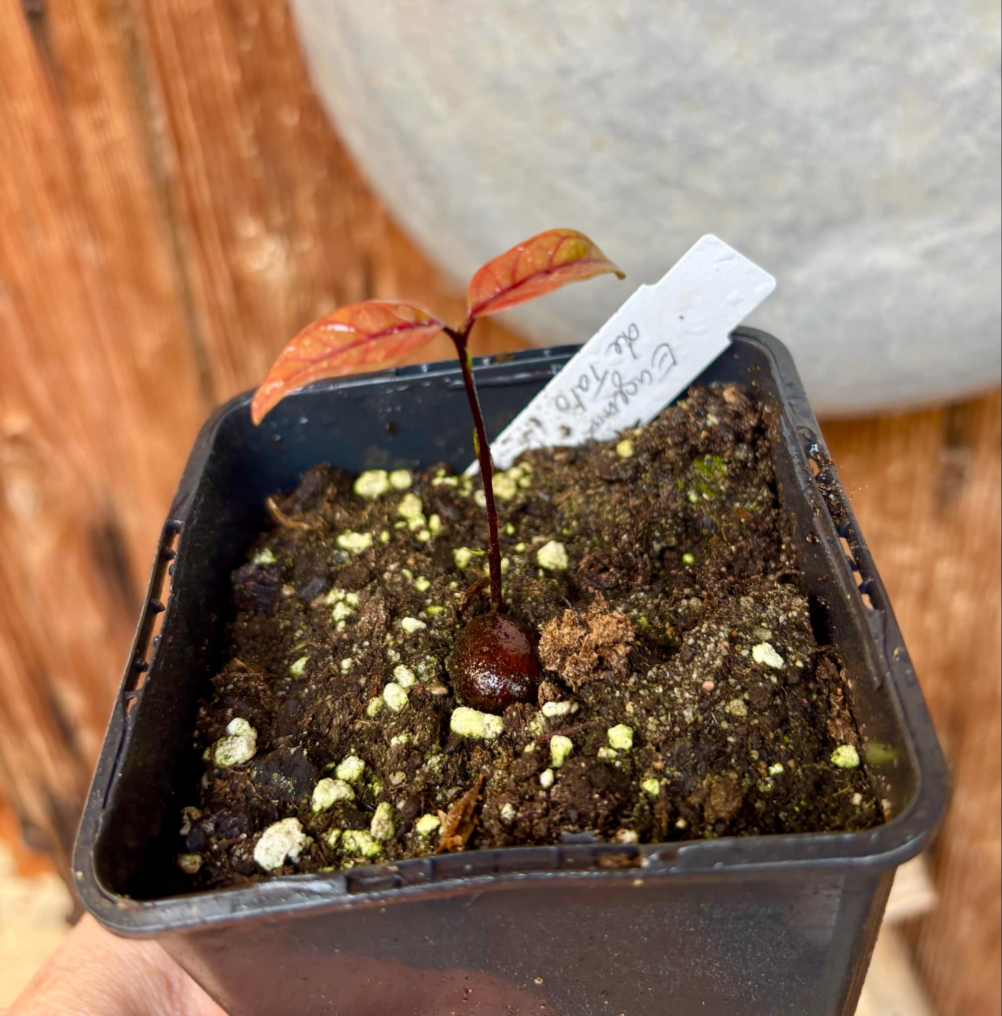 Eugenia sp de Talo -  1 small potted seedling / 1 kleiner, getopfter Sämling