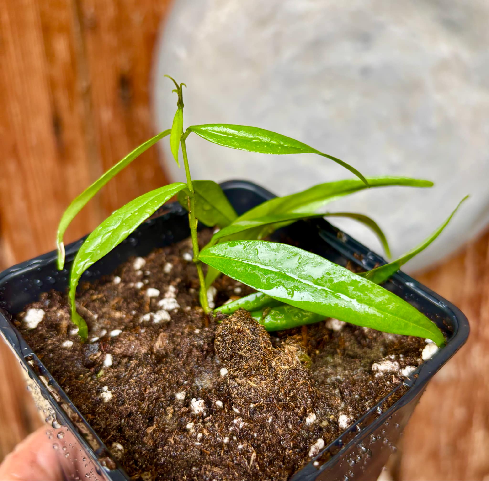 Eugenia sp sect racemosa - rooted cutting -  1 potted plant / 1 getopfte Pflanze