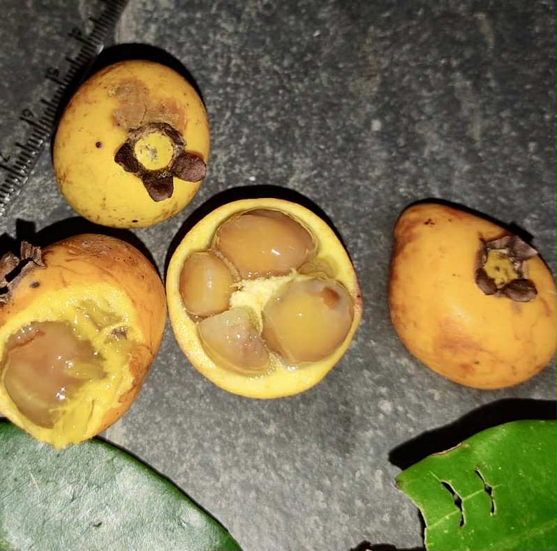 Mouriri sp doramela - 1 germinated seed / 1 gekeimter Samen