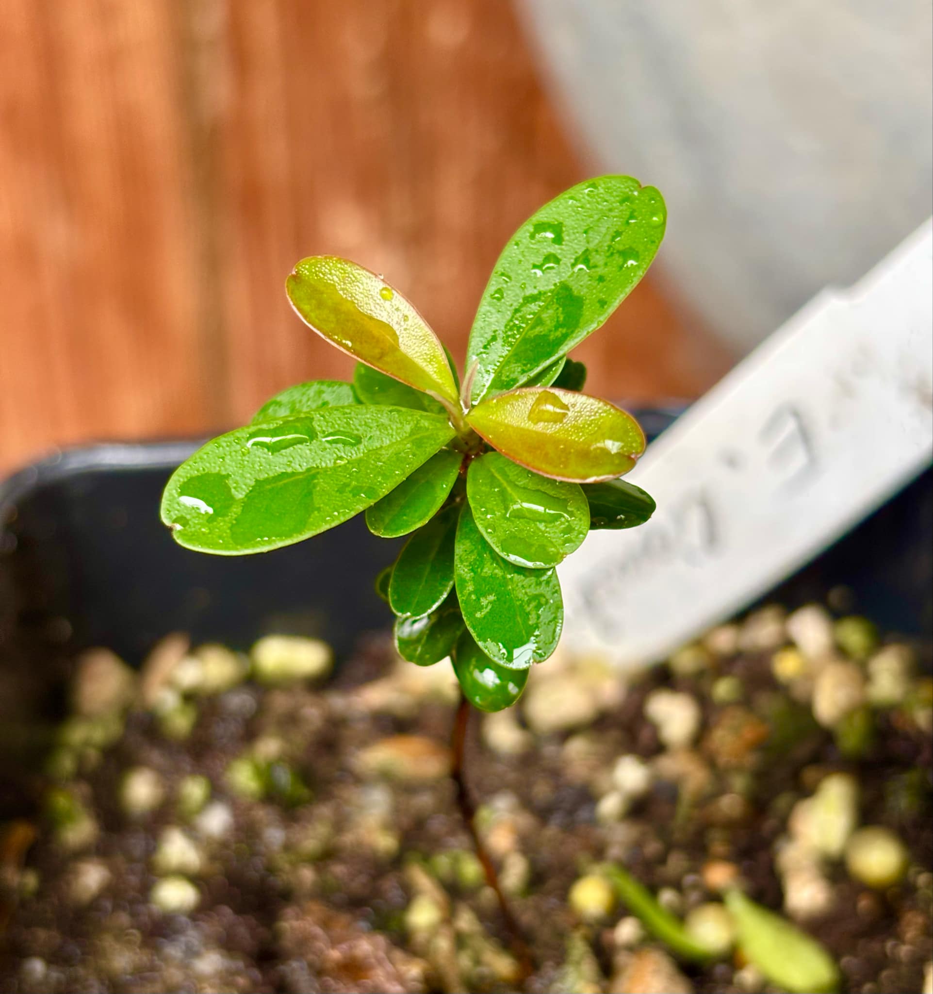 Eugenia ligustrina - 1 potted plant / 1 getopfte Pflanze